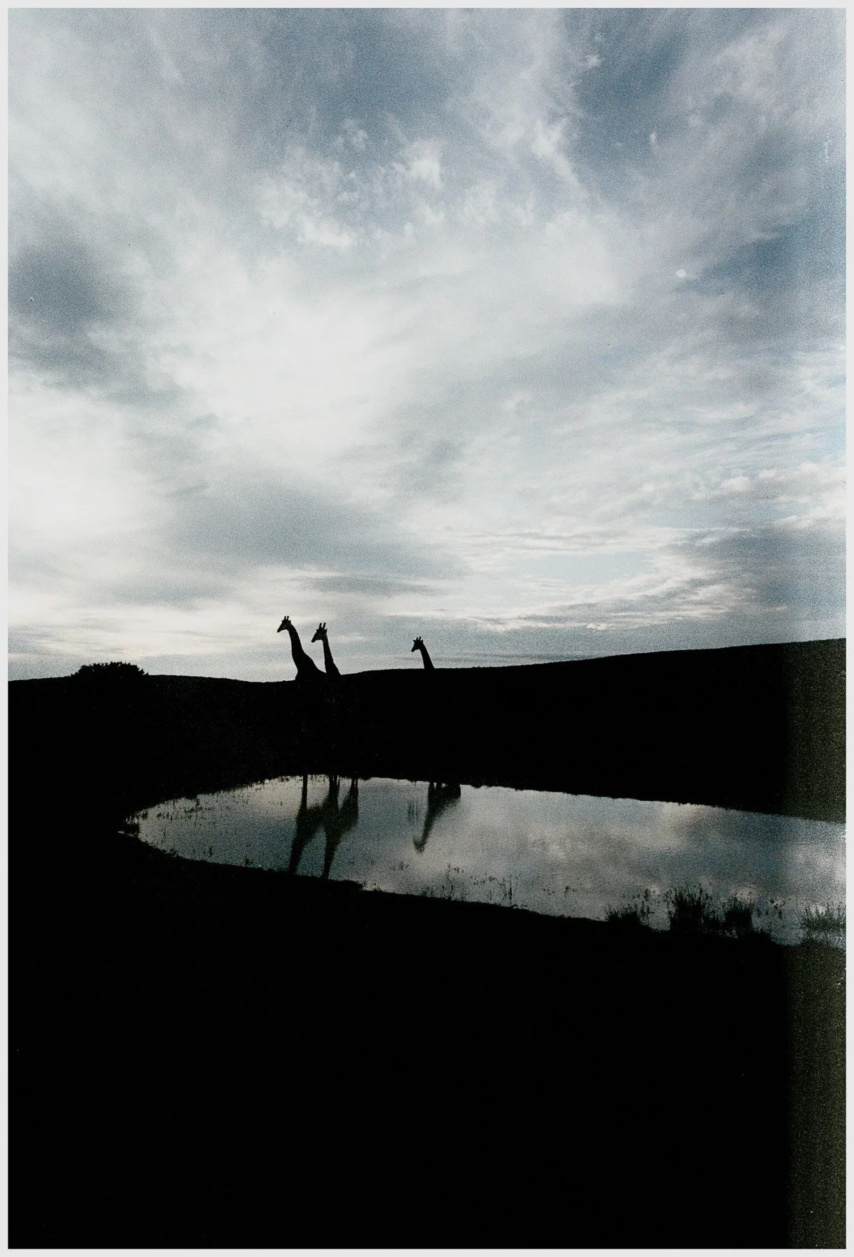 Silhouettes of two giraffes standing near a small body of water, with a cloudy sky in the background and their reflections visible in the water.