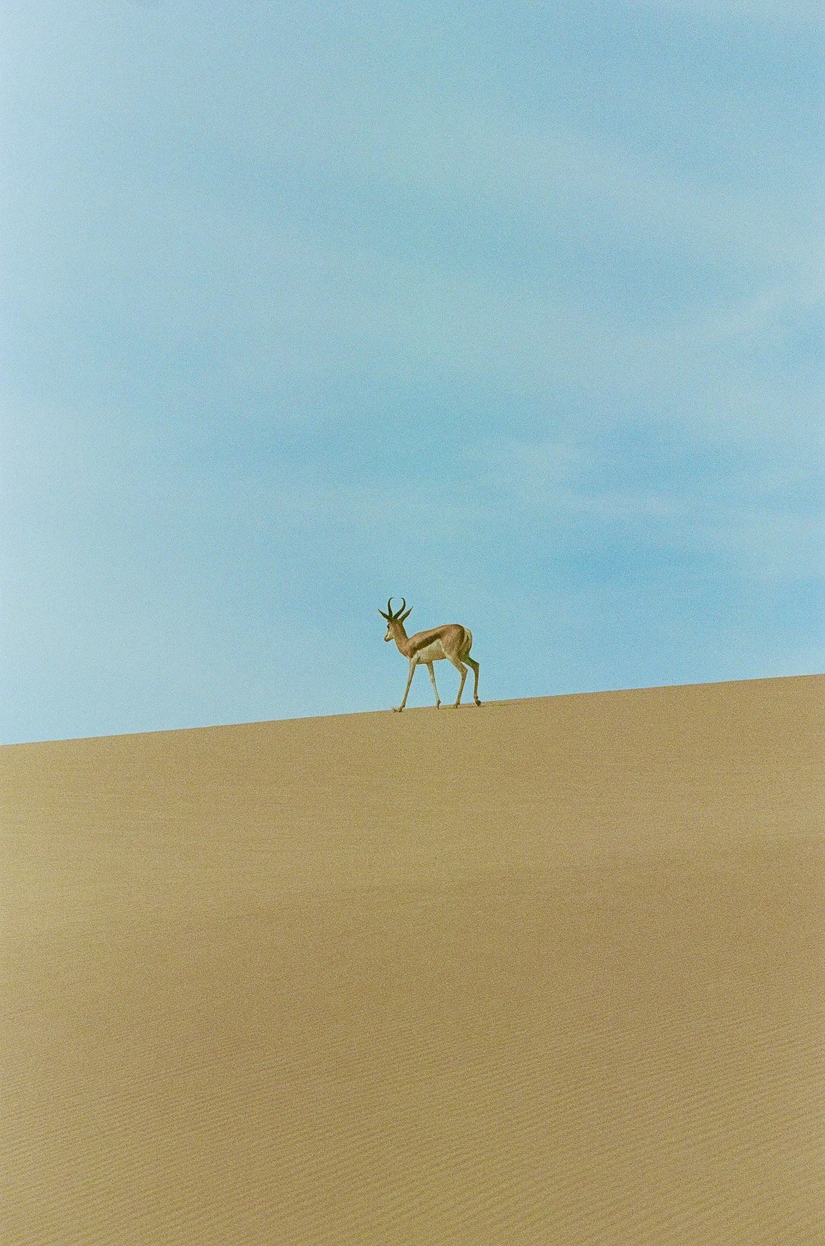 A single antelope walking across sand dunes under a clear blue sky.
