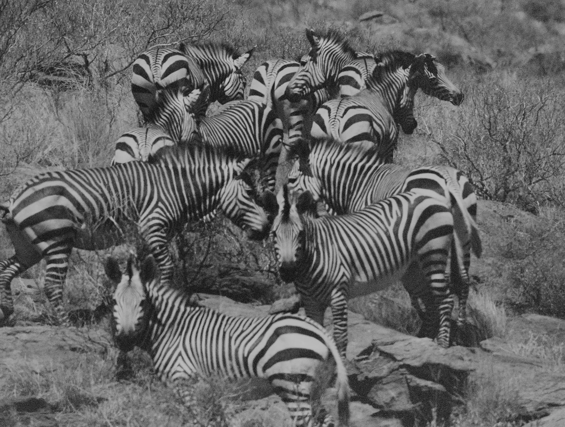 Black and white photo of a group of zebras gathering and grazing on dry grass and shrubs in a natural habitat