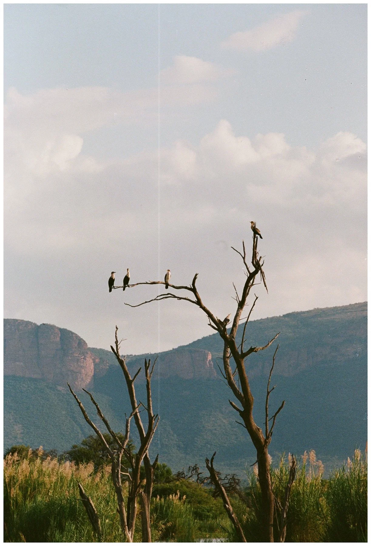 Four birds perched on the branches of a tall, leafless tree in a mountainous landscape under a partly cloudy sky.