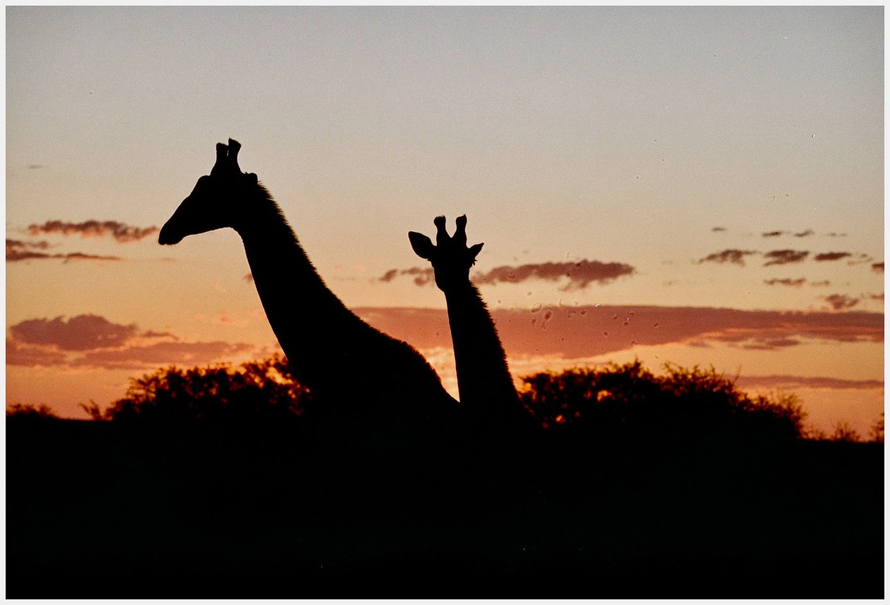 Silhouette of a giraffe with two adults and one calf against a sunset sky with orange and pink clouds and trees in the distance.