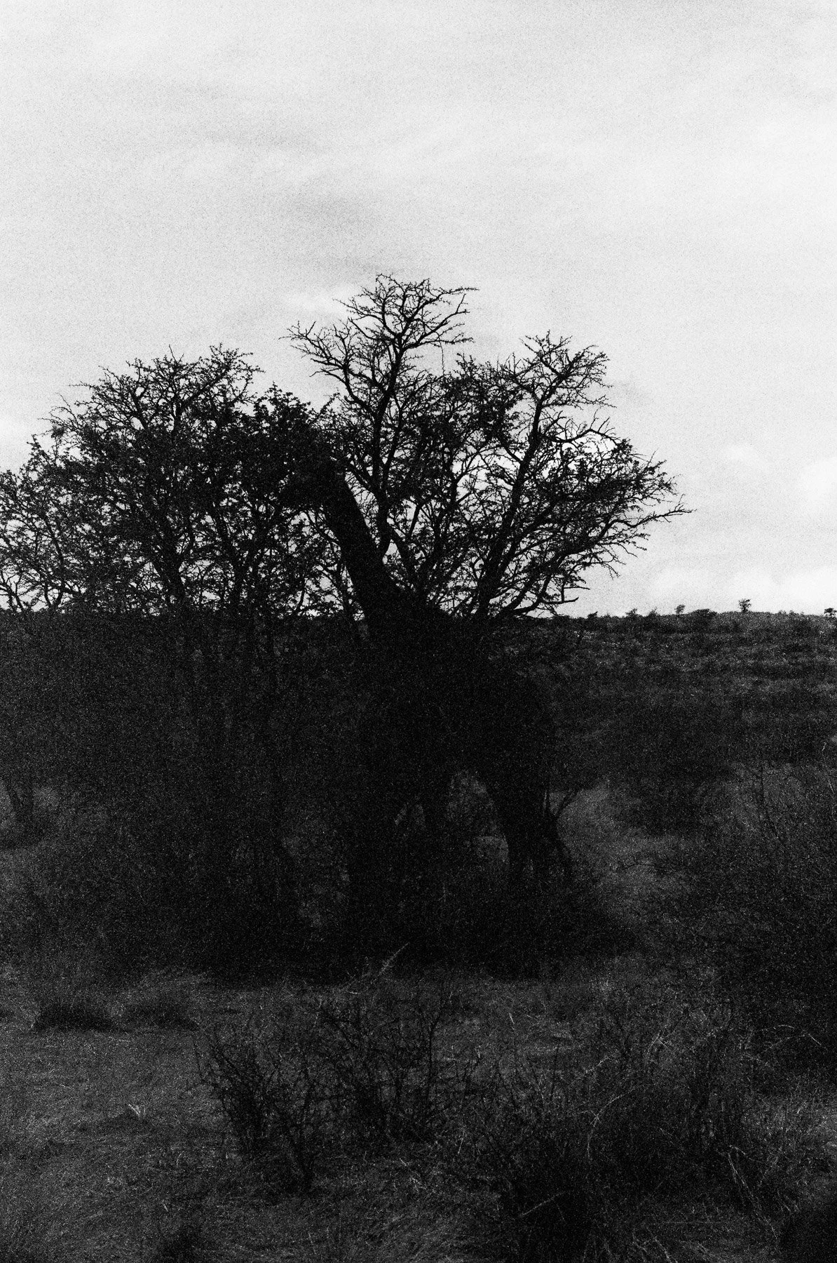 Black and white photo of trees with bare branches, some appearing twisted or dried, against a cloudy sky, with a hilly landscape in the background.