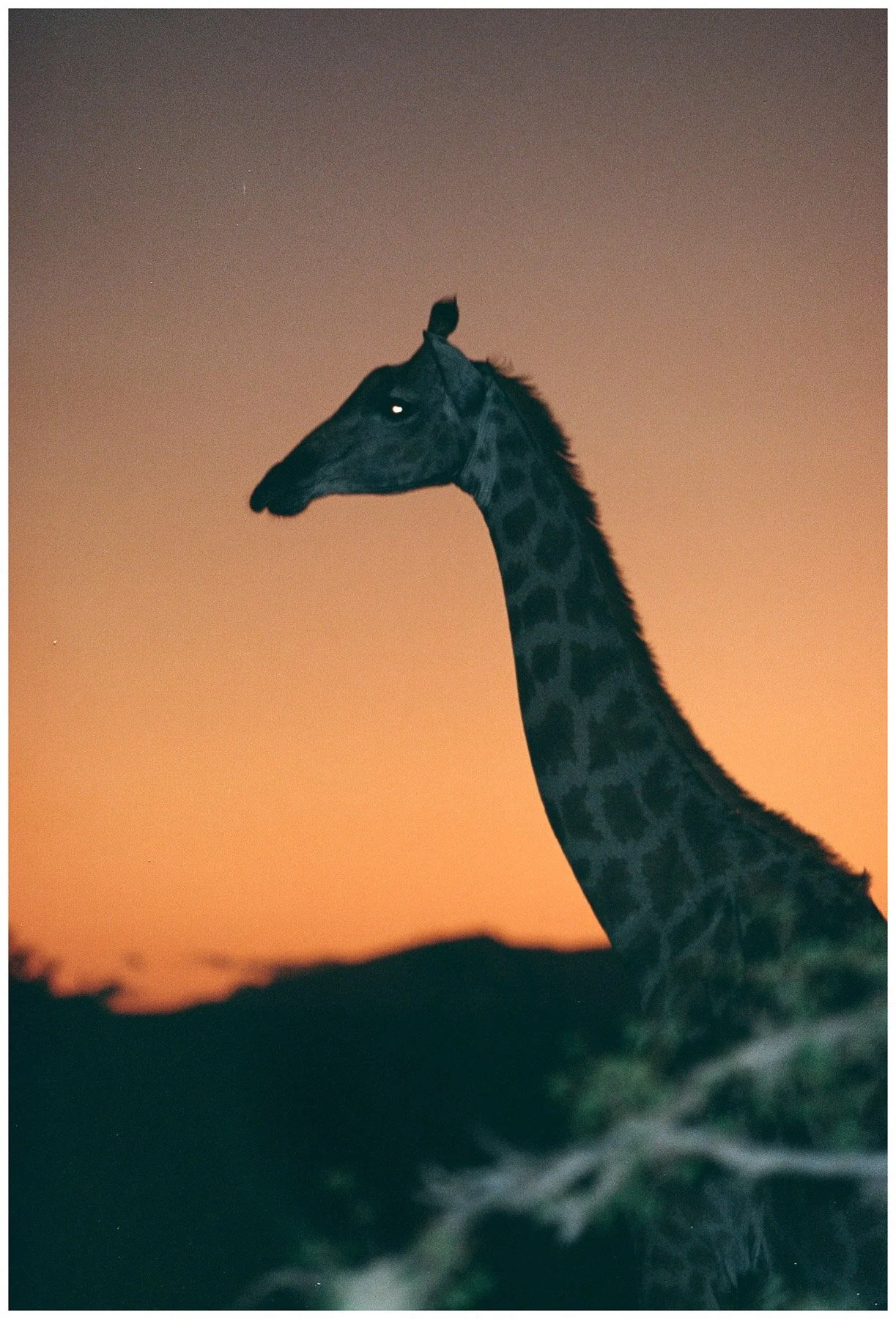 A giraffe with a dark coat pattern standing against a sunset sky, with a few stars visible in the early evening.