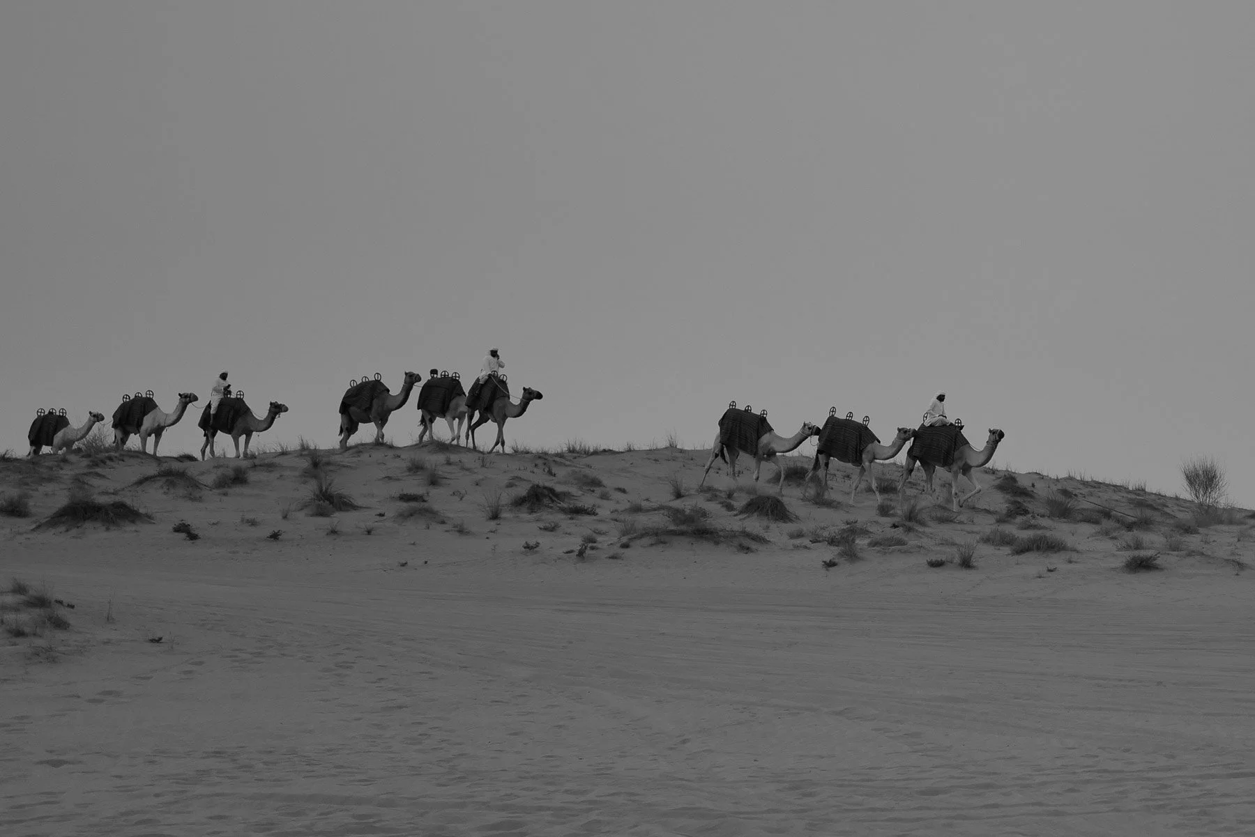 Black and white photograph of a caravan of camels and riders walking across a desert landscape with sand dunes and sparse desert vegetation.