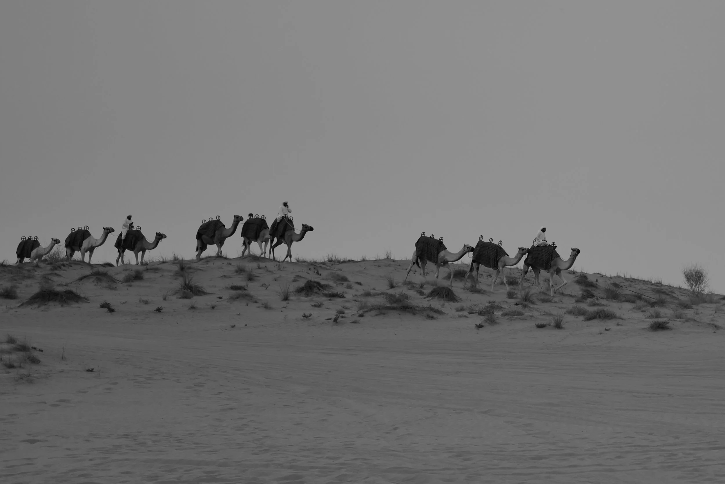 A group of camels with two people riding them, walking across a desert landscape with dunes and sparse vegetation, in black and white.