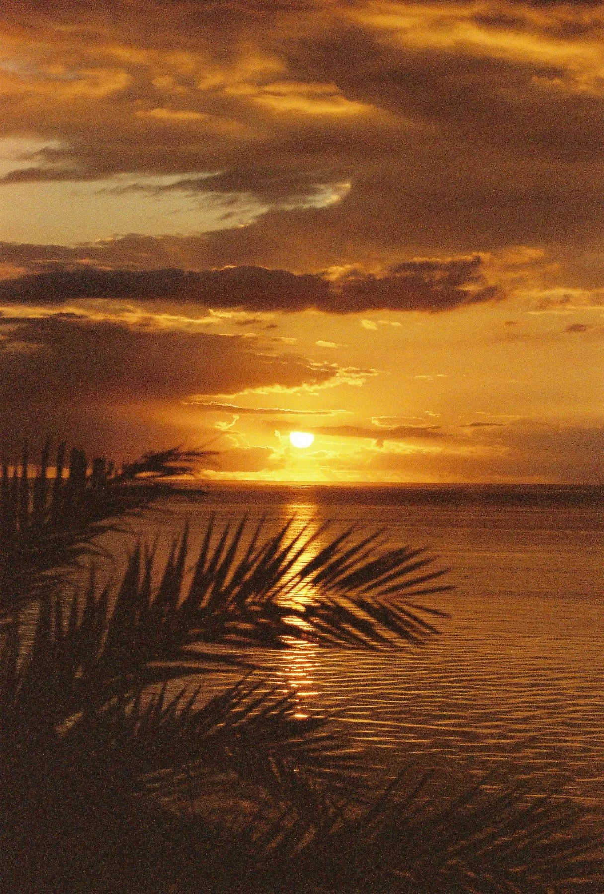 A sunset over the ocean with orange and yellow clouds in the sky, silhouettes of palm leaves in the foreground, and the reflection of the sun on the water.