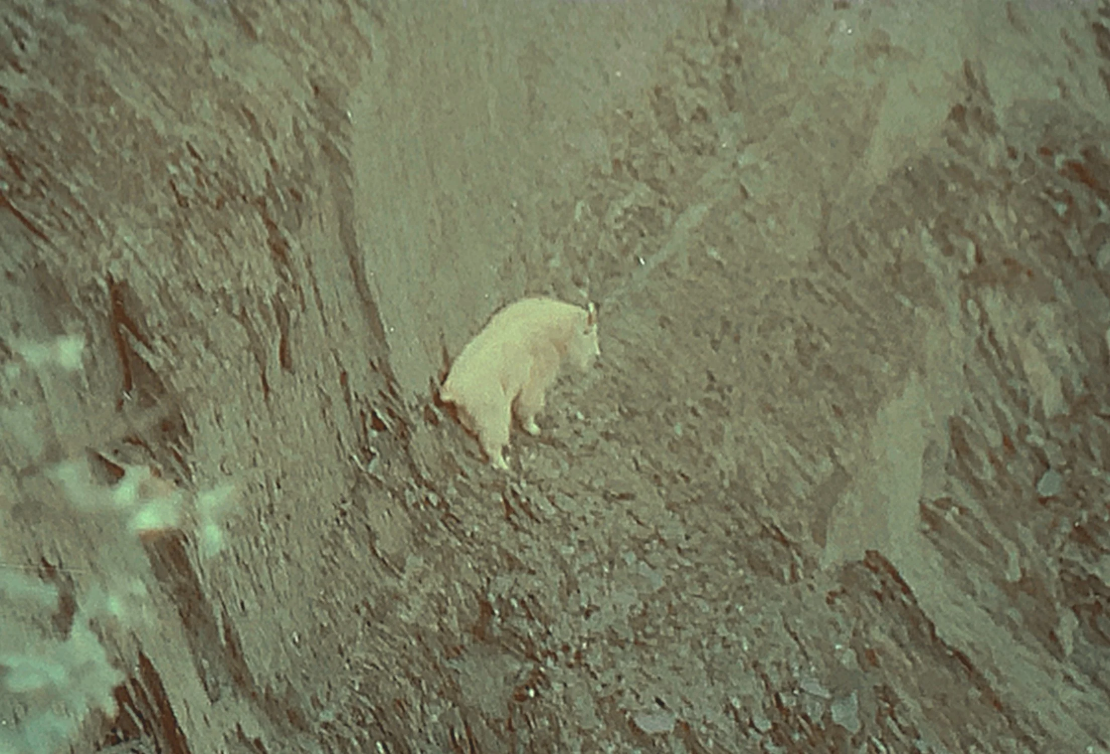 a mountain goat on a canyon wall.