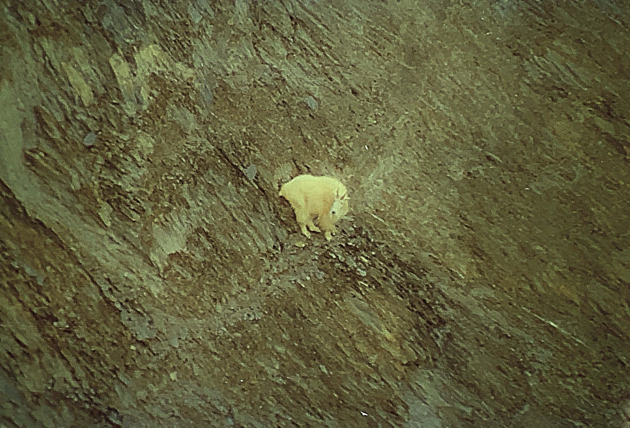 A mountain goat on a canyon wall. .