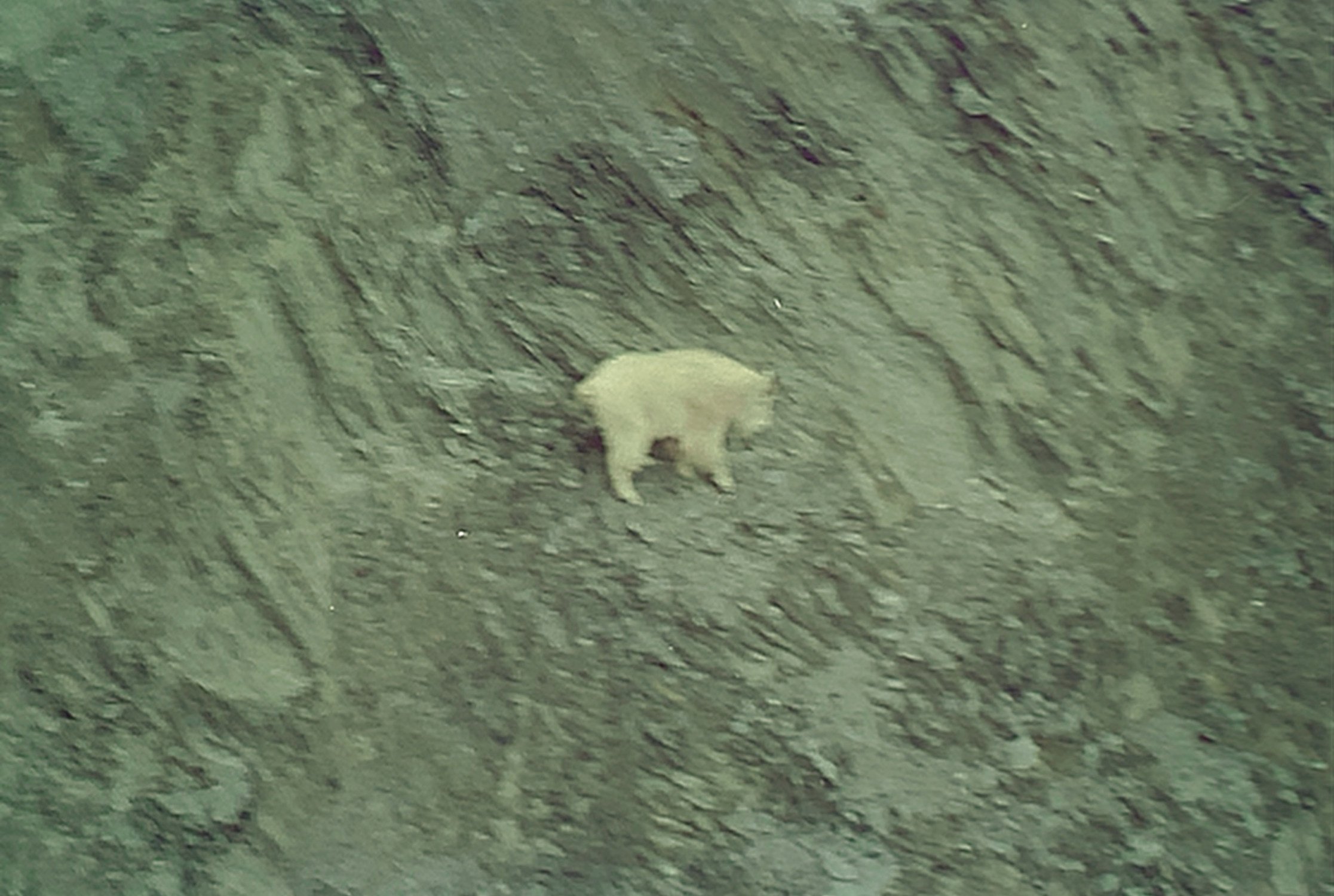 A small white animal, possibly a dog or fox, standing on a rough, grassy terrain at night.