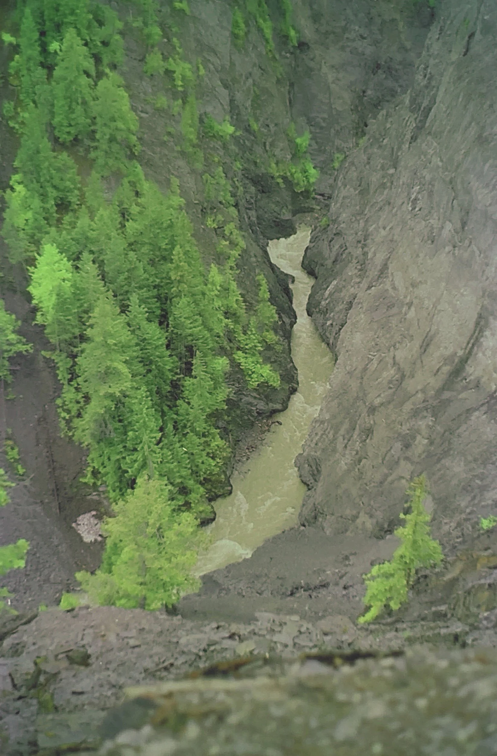 A steep canyon with a fast-moving river at the bottom, surrounded by green pine trees and gray rocky cliffs.