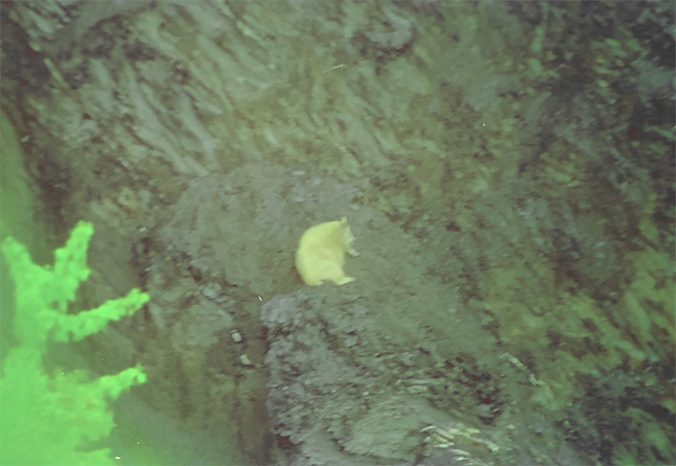 A small yellow amphibian, possibly a frog or salamander, on the ground near a tree trunk and green foliage.