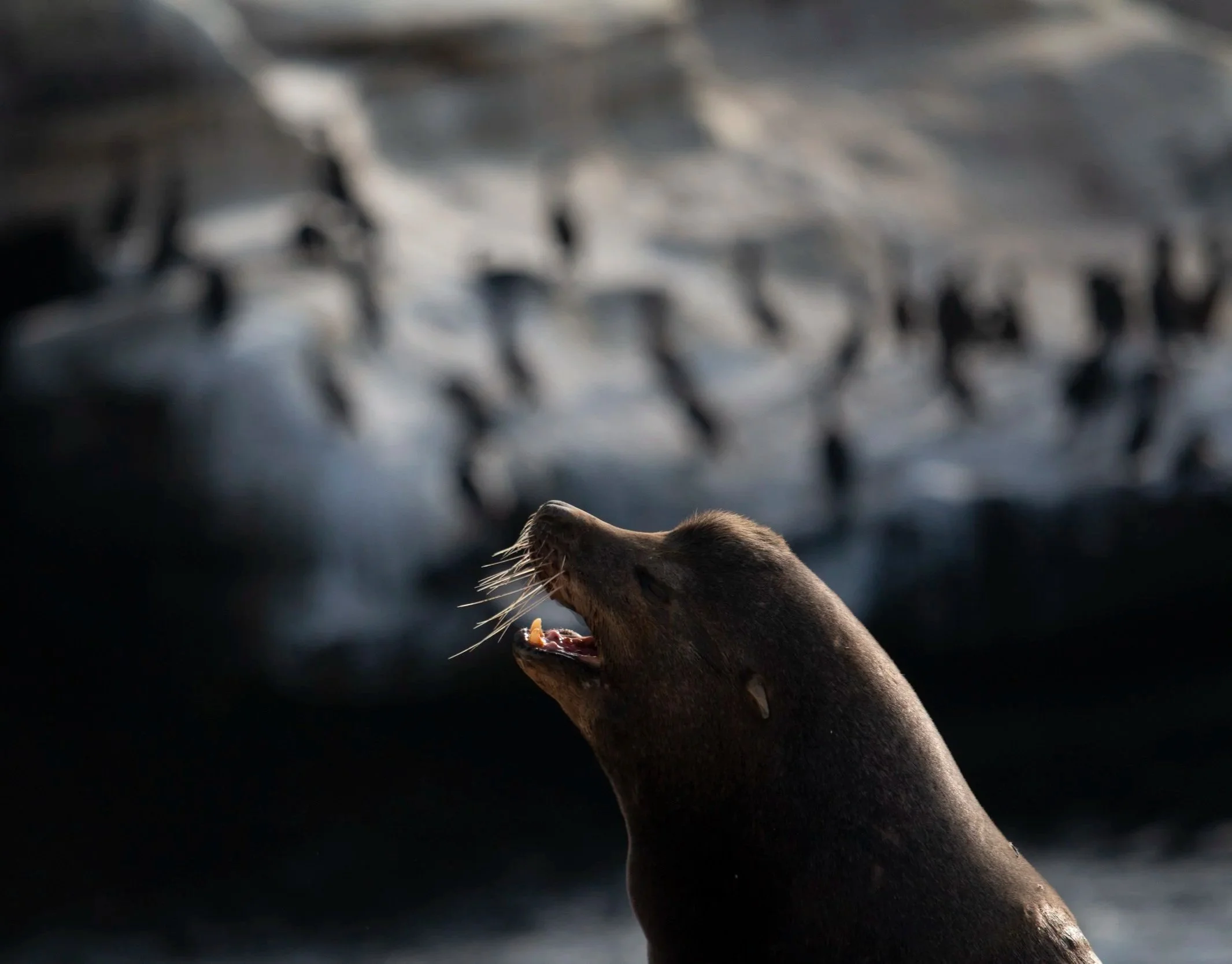 A close-up of a dog with its mouth open, captured from below, with blurred pelicans flying in the background.