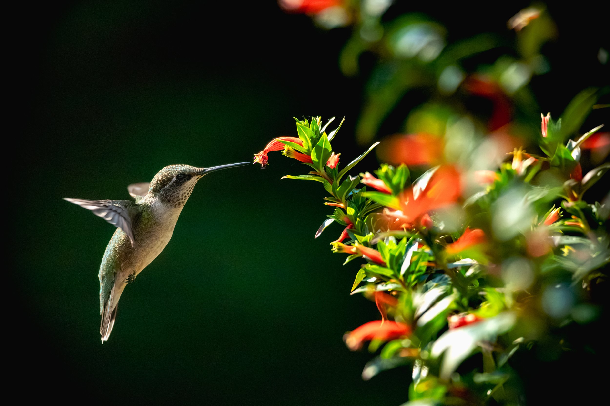 hummingbird final.jpg
