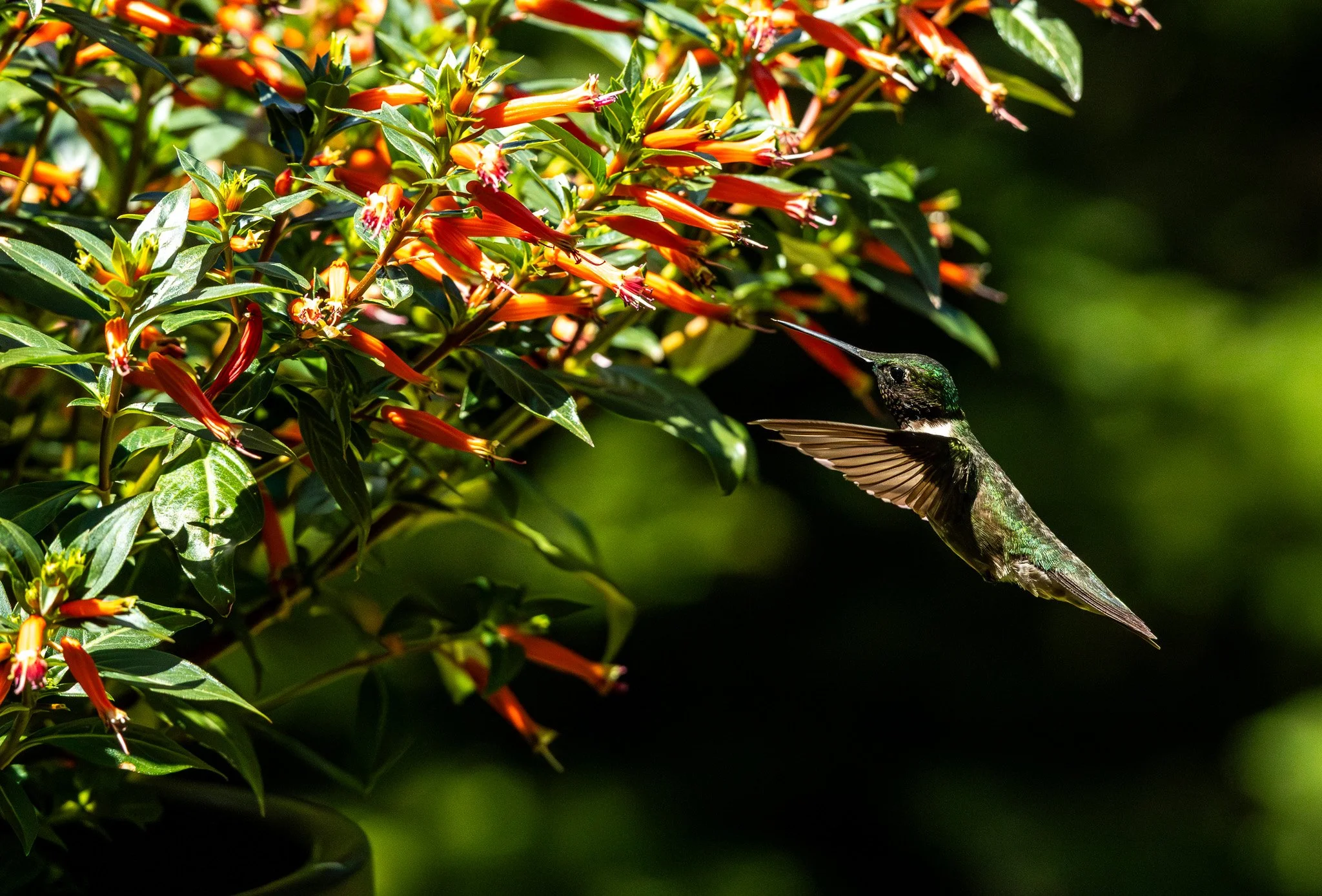 A hummingbird with iridescent green feathers feeding from orange tubular flowers on a bush, with dark green leaves and background.