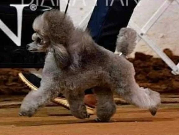 A small, fluffy Poodle dog walking on a wooden floor.