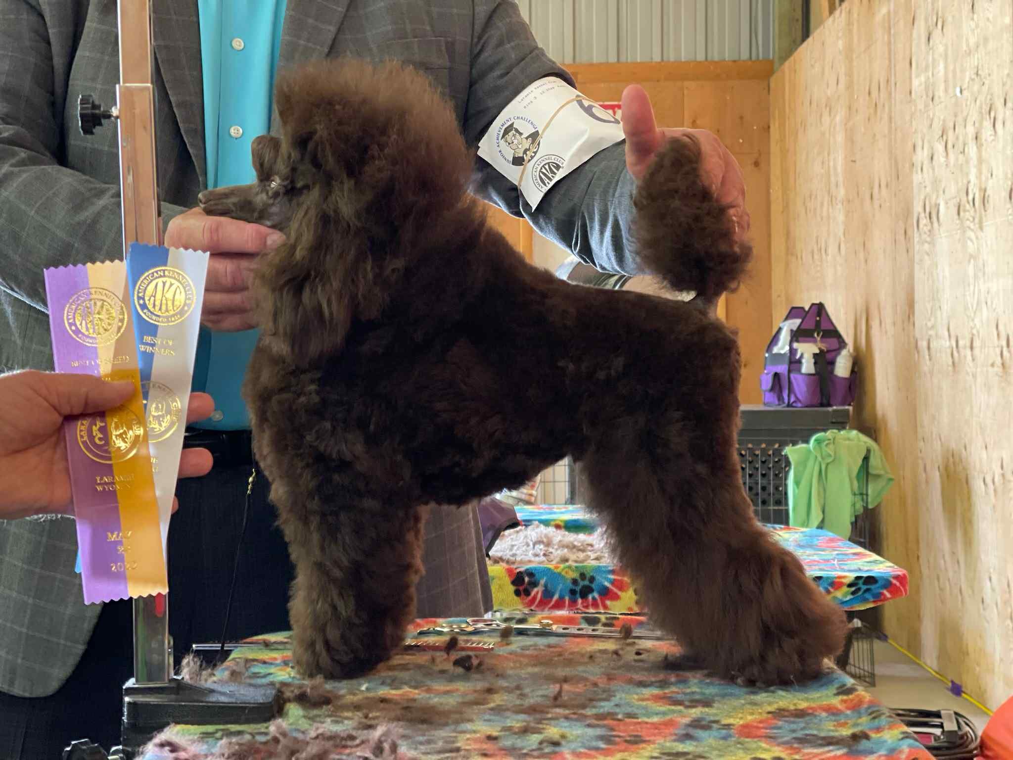 A brown poodle puppy standing on a grooming table at a dog show, with a person in a plaid blazer and turquoise shirt handling it, and ribbons and dog grooming supplies visible in the background.