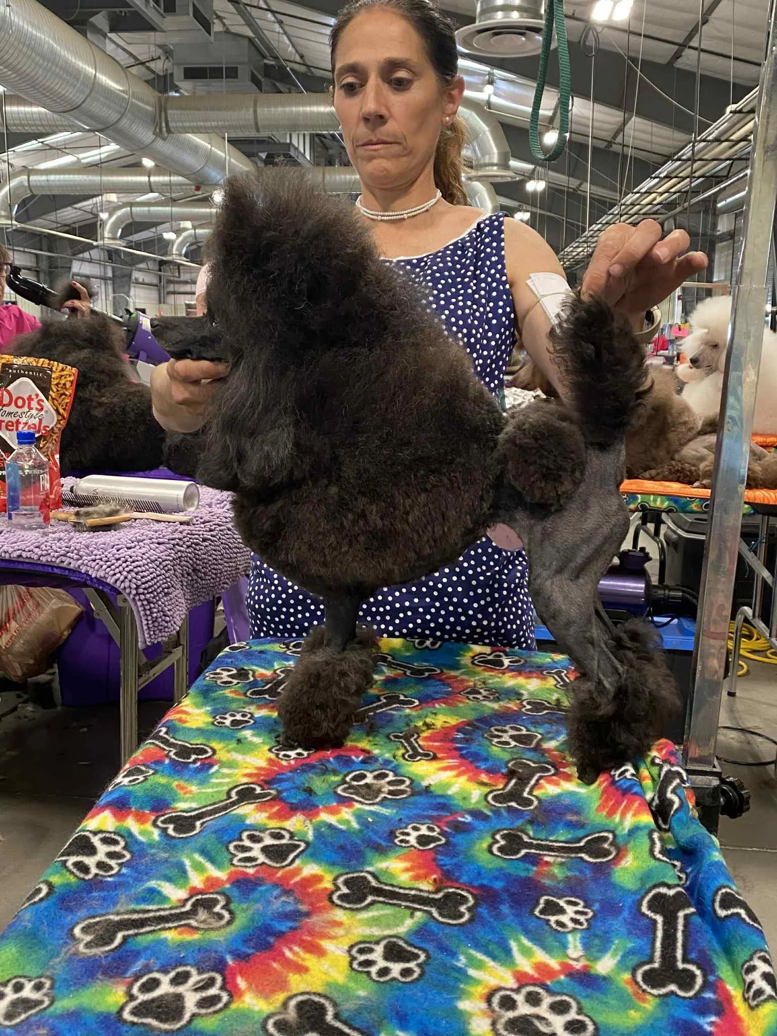 A small black dog standing on a colorful grooming table in a busy animal grooming or veterinary facility with various tools, equipment, and people in the background.