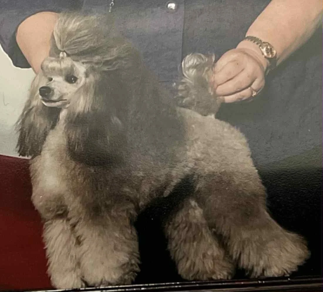 A dog with long ears being groomed by a person. The dog has a fluffy coat and is sitting on a table.
