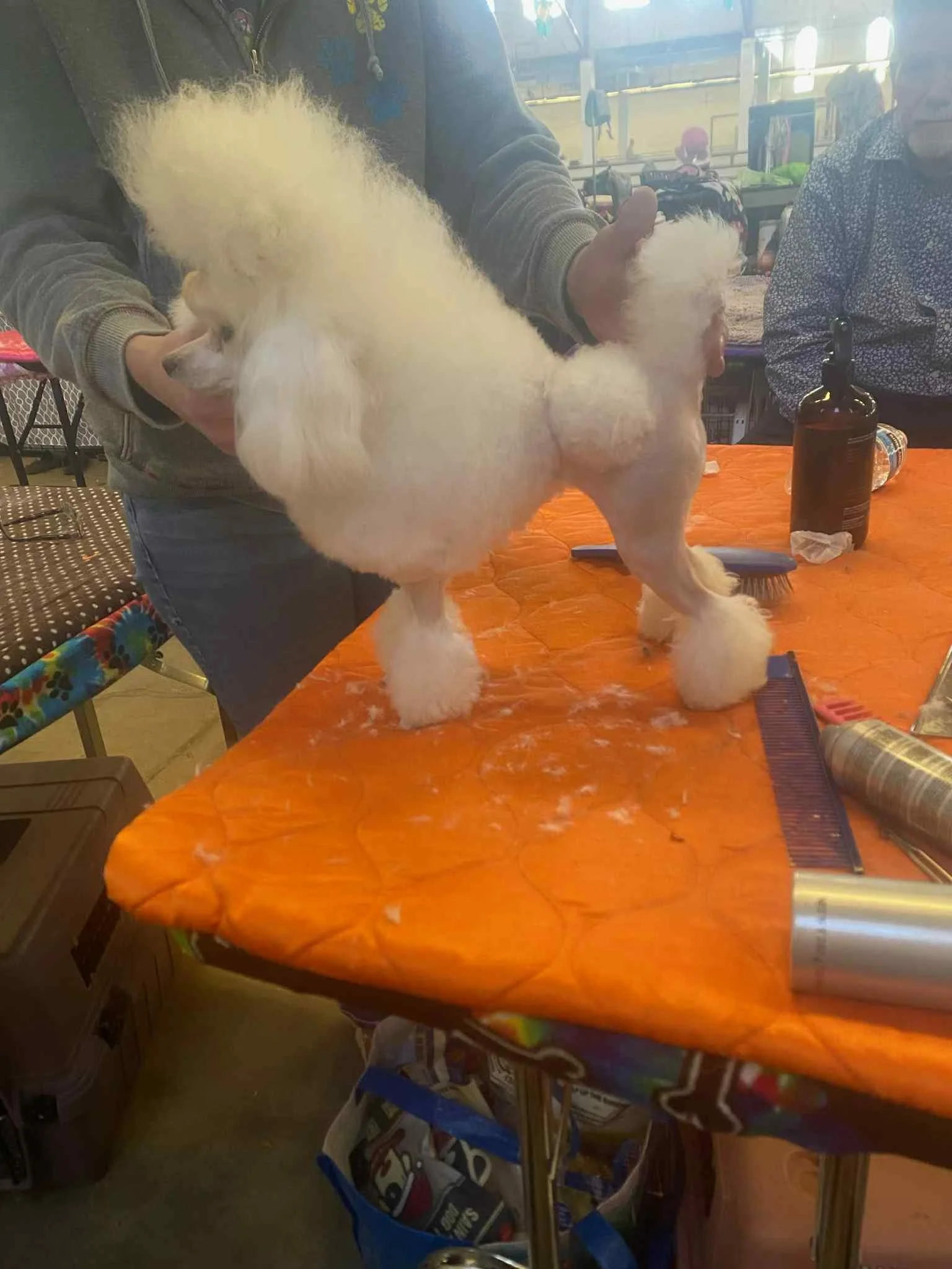 A person grooming a white poodle on an orange grooming table, with grooming tools and a spray bottle visible, inside a grooming salon.