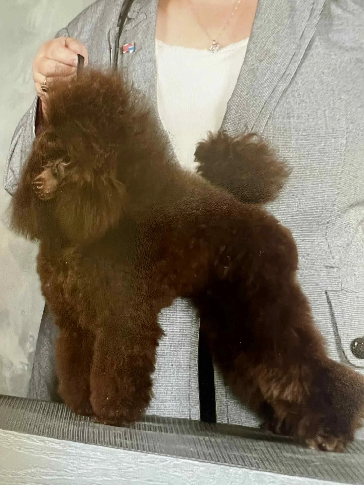 A person holding a brown poodle puppy in front of their body. The person is wearing a grey blazer with a lapel pin and a white top underneath. The puppy is standing on its hind legs, facing left, and has fluffy fur and a small size.