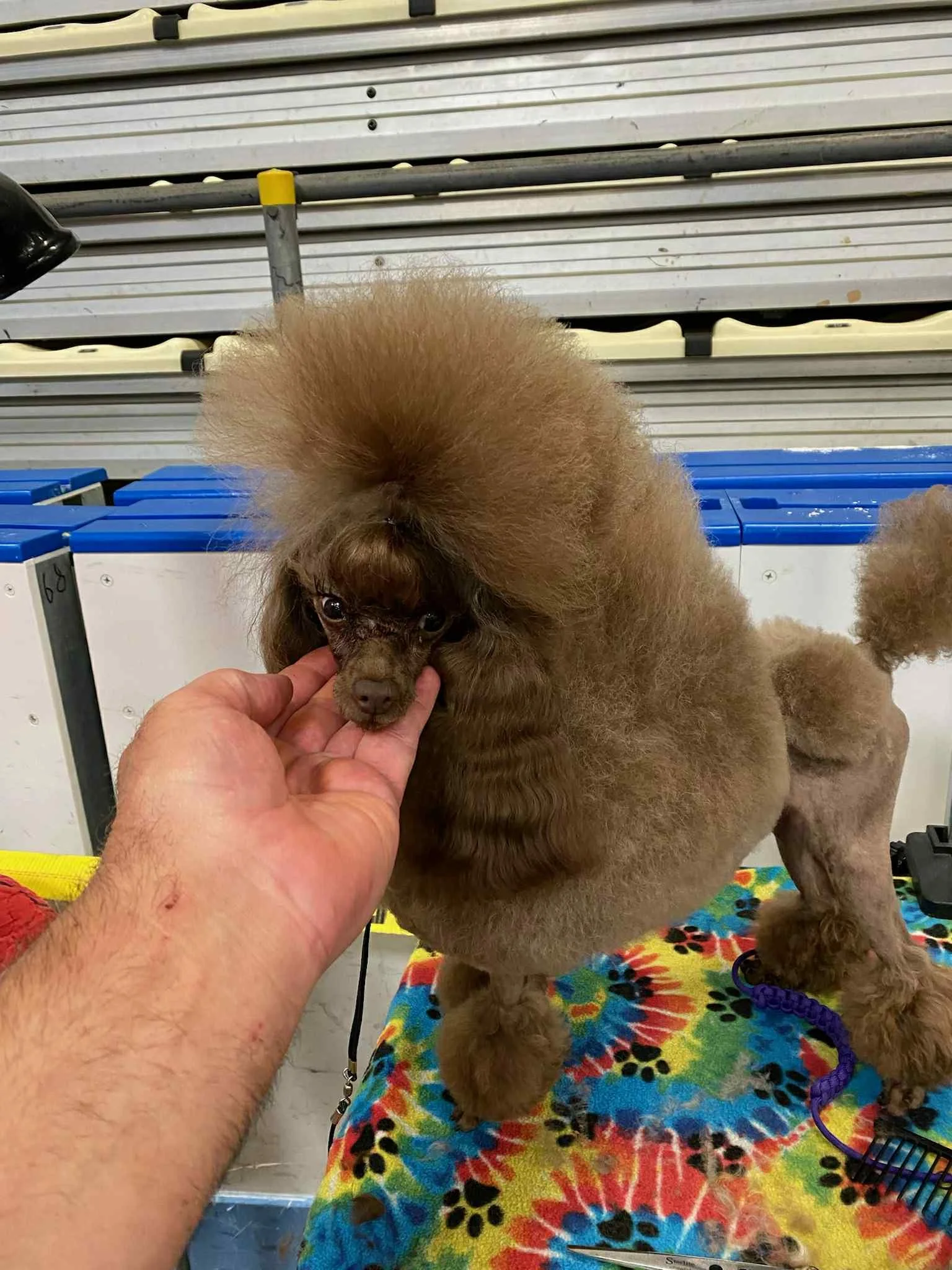 A brown poodle with a fluffy haircut standing on a colorful tie-dye grooming table, being petted on the nose by a person's hand.