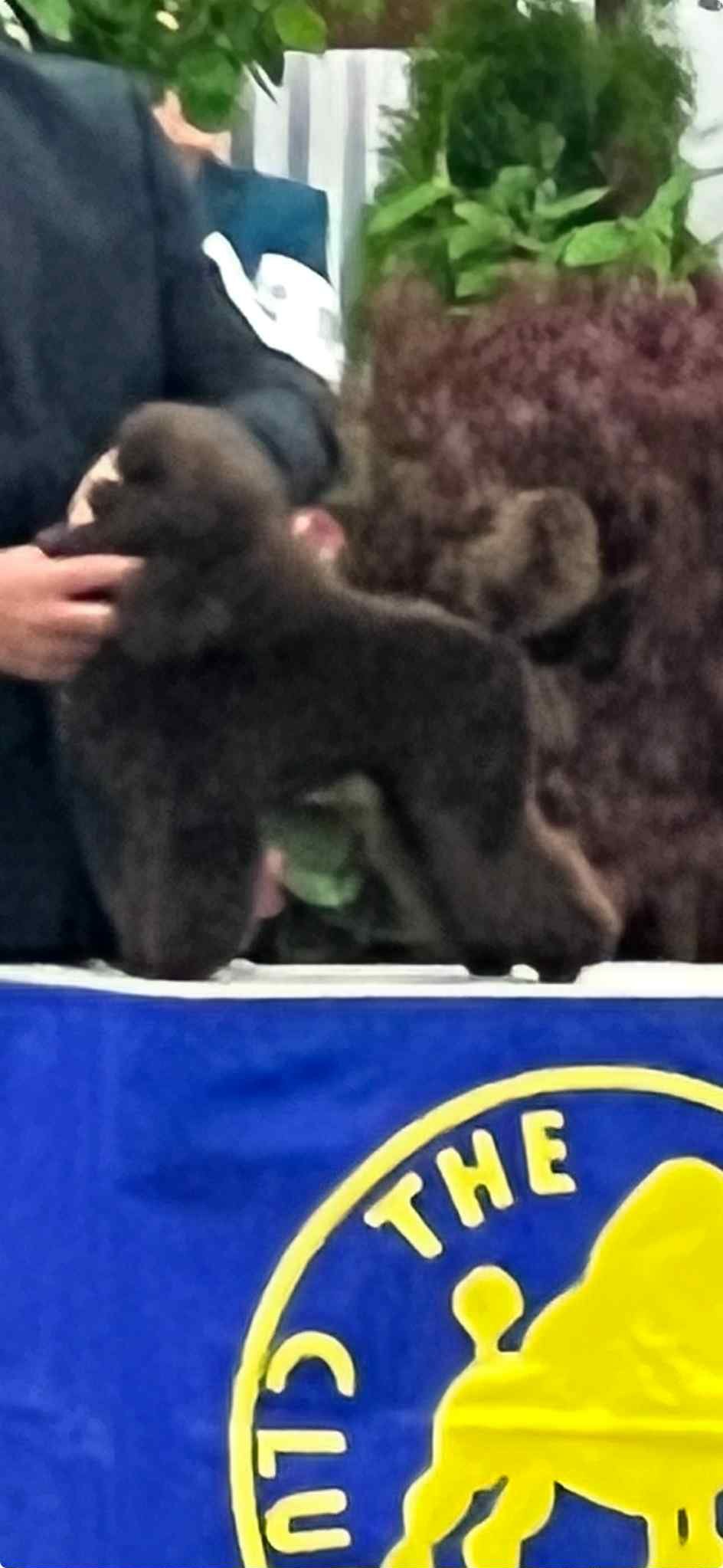 Two puppies, one black and one brindle, interact with a person in front of a table with a blue cloth displaying yellow text and a logo, surrounded by green plants.