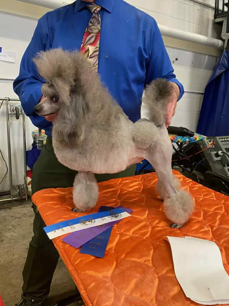 A person in a blue shirt and colorful tie holding a groomed poodle on an orange grooming table with ribbons and awards.