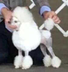 A person holding a poodle dog in a grooming setting.