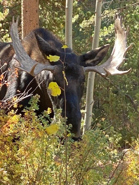 Picture of Moose in yard from Front Deck