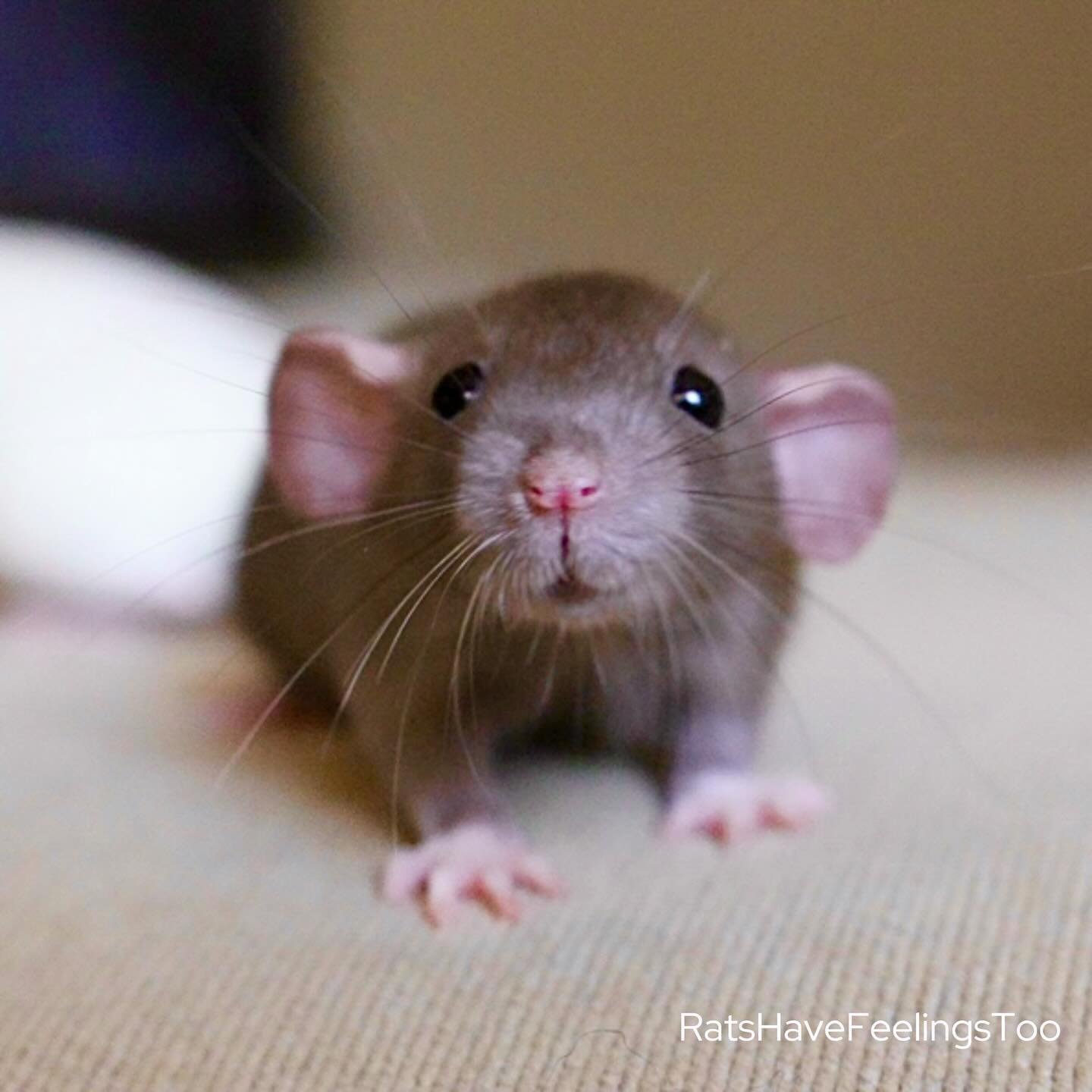 Pretty Little Baby. 🐭🎀🍼
I don&rsquo;t understand how people think rats are gross. Look at my little munchies as babies! I just want to gobble them up! 🥹🍪
*
*
*
#ratshavefeelingstoo #rat #rats #cutepets #petrat #petrats #ratsofinstagram #ratsofig