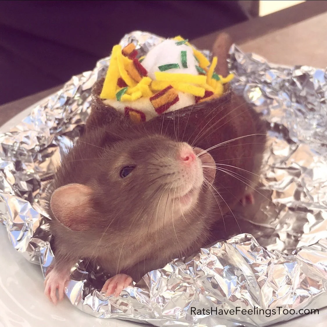 Baked Potato Costume! 🐭💖🥔
Back by popular demand! Her name is #Potato .... so I had no choice but to make her a baked potato #Halloween costume! 

DON&rsquo;T WORRY! This is NOT taxidermy! It&rsquo;s a costume! When I posted this photo in the past