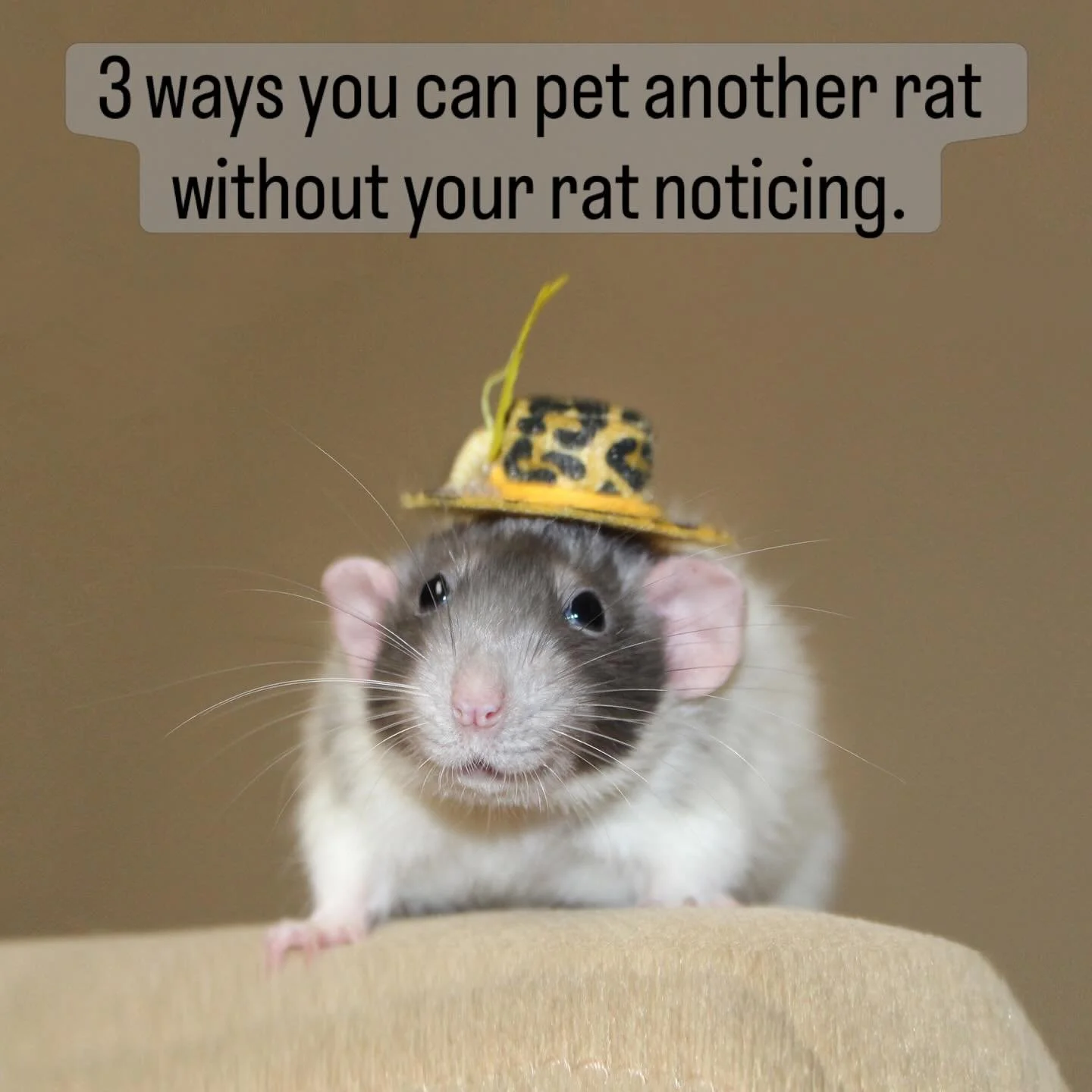 Uh-oh! Caught red-handed! 🐭😏
They know. They always know. 😂

Anytime I come home after hanging with my friends&rsquo; pets, my girls immediately crawl up my body and conduct a full forensic investigation. After several minutes of aggressive sniffi