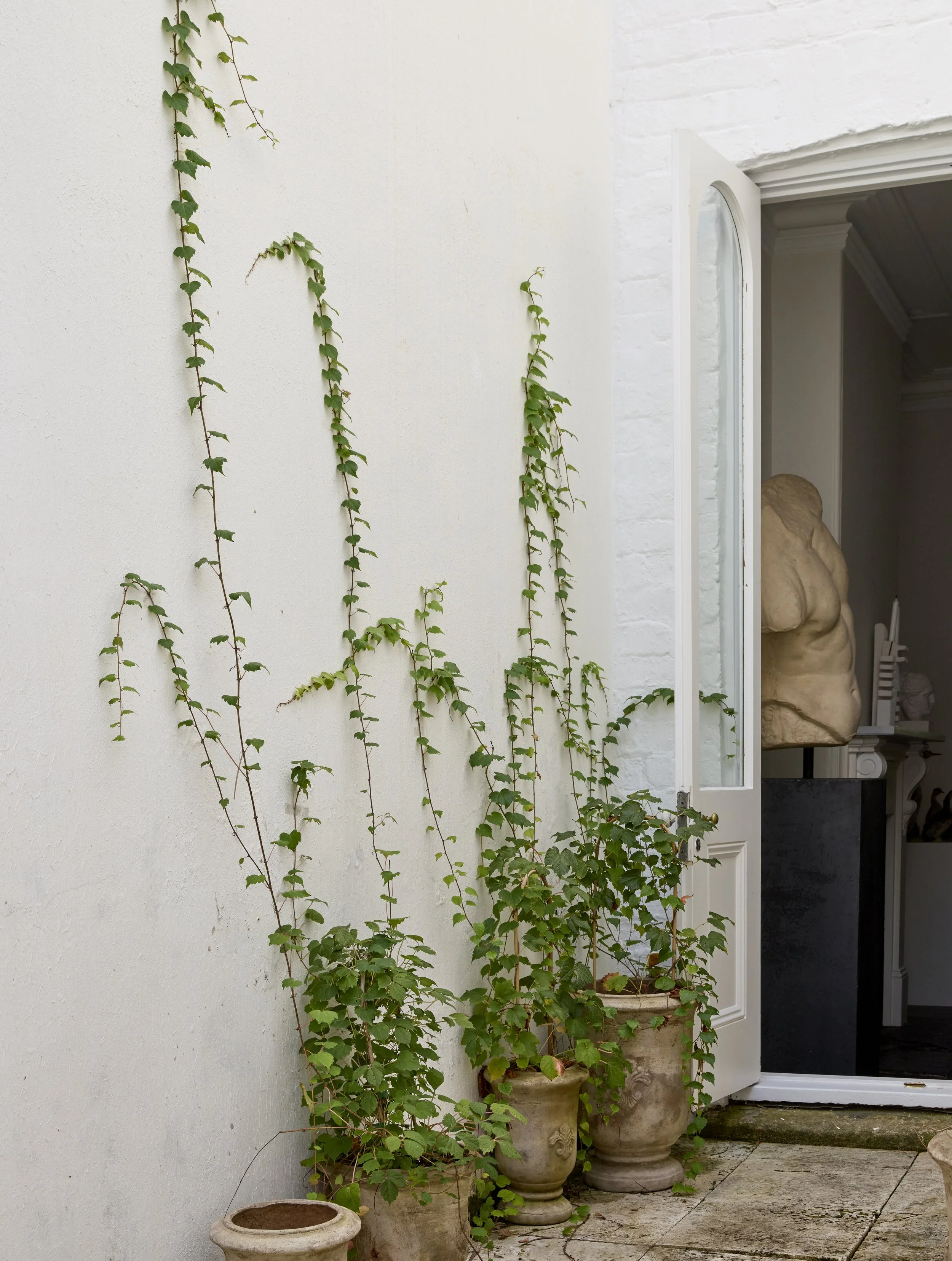 Ivy covered courtyard