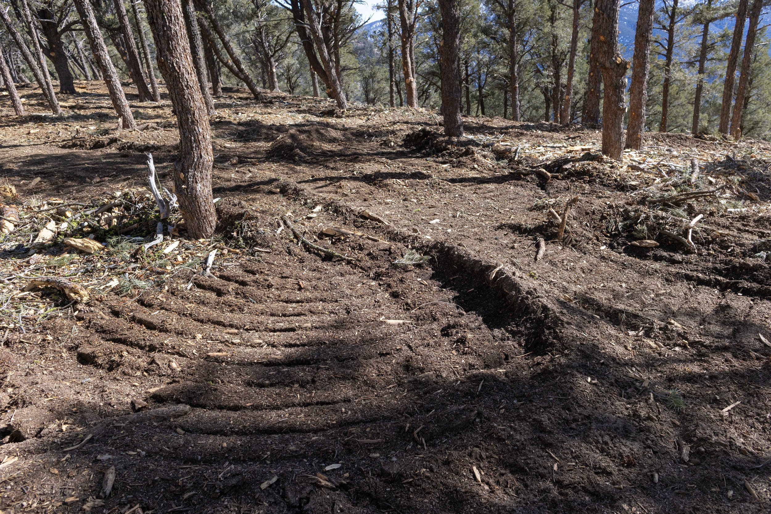 Tecuya Ridge_VTP_Rutting_20230205_083_Bryant Baker.jpg