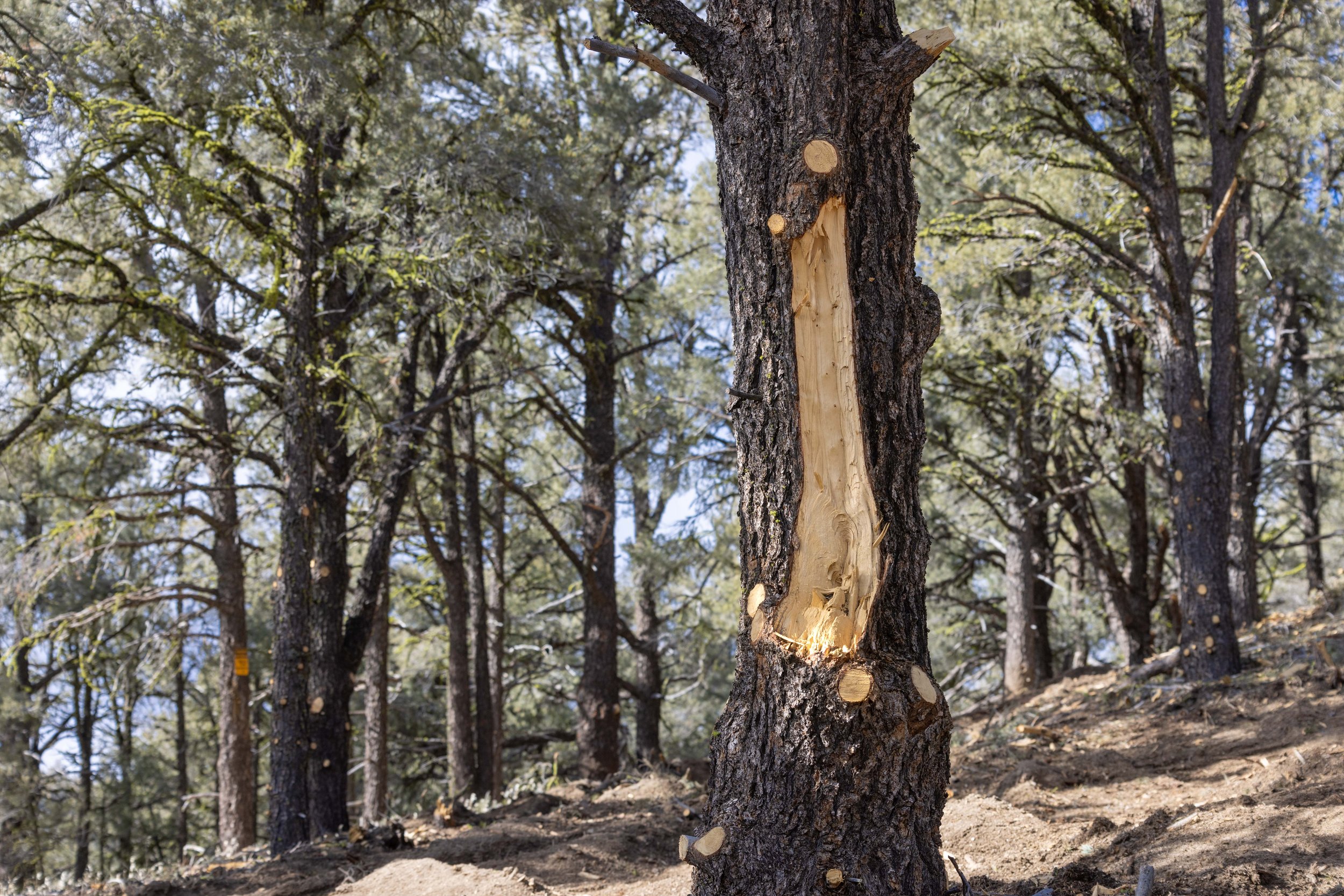 Tecuya Ridge_VTP_Tree Damage_20230205_168_Bryant Baker.jpg