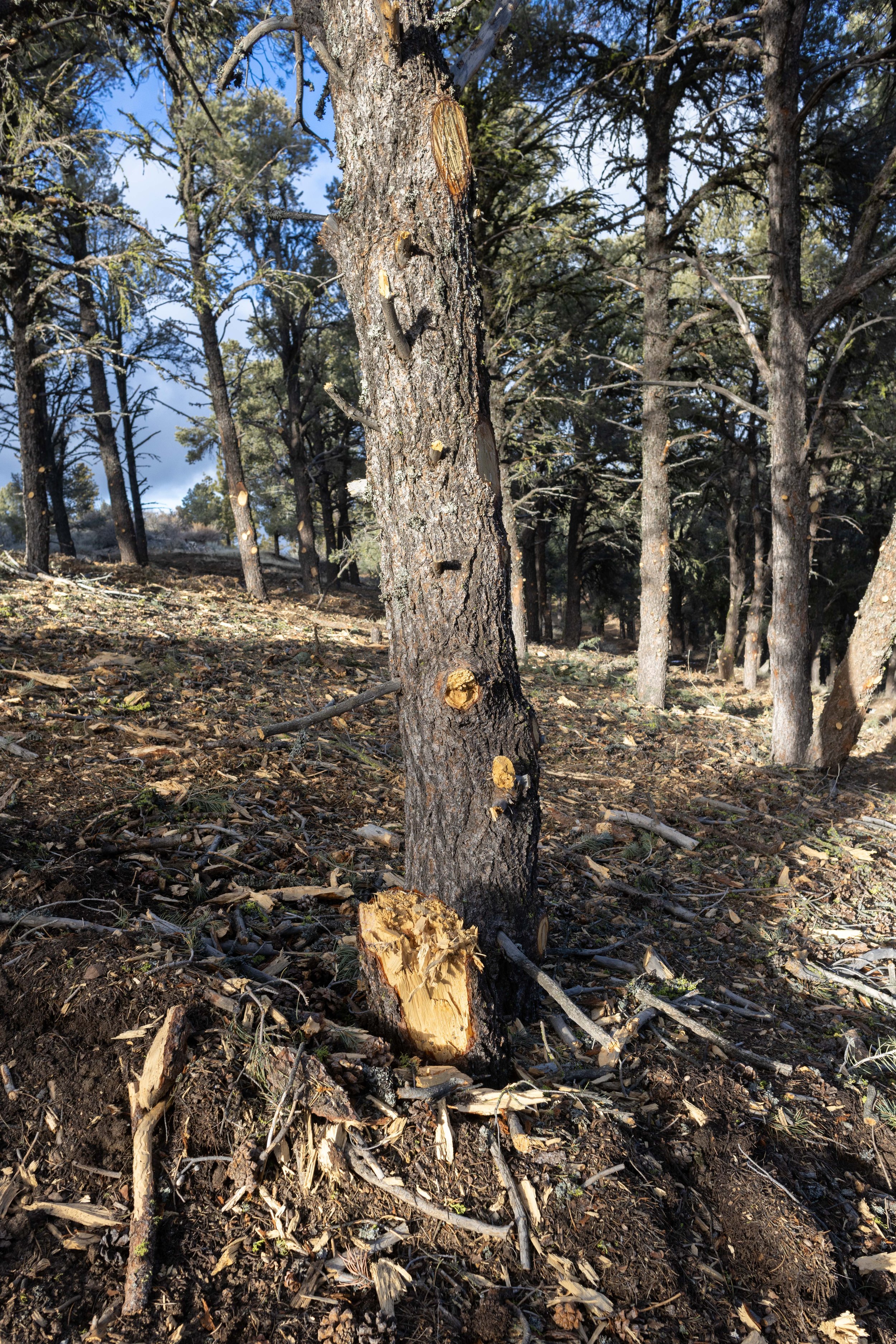 Tecuya Ridge_VTP_Tree Damage_20230205_259_Bryant Baker.jpg