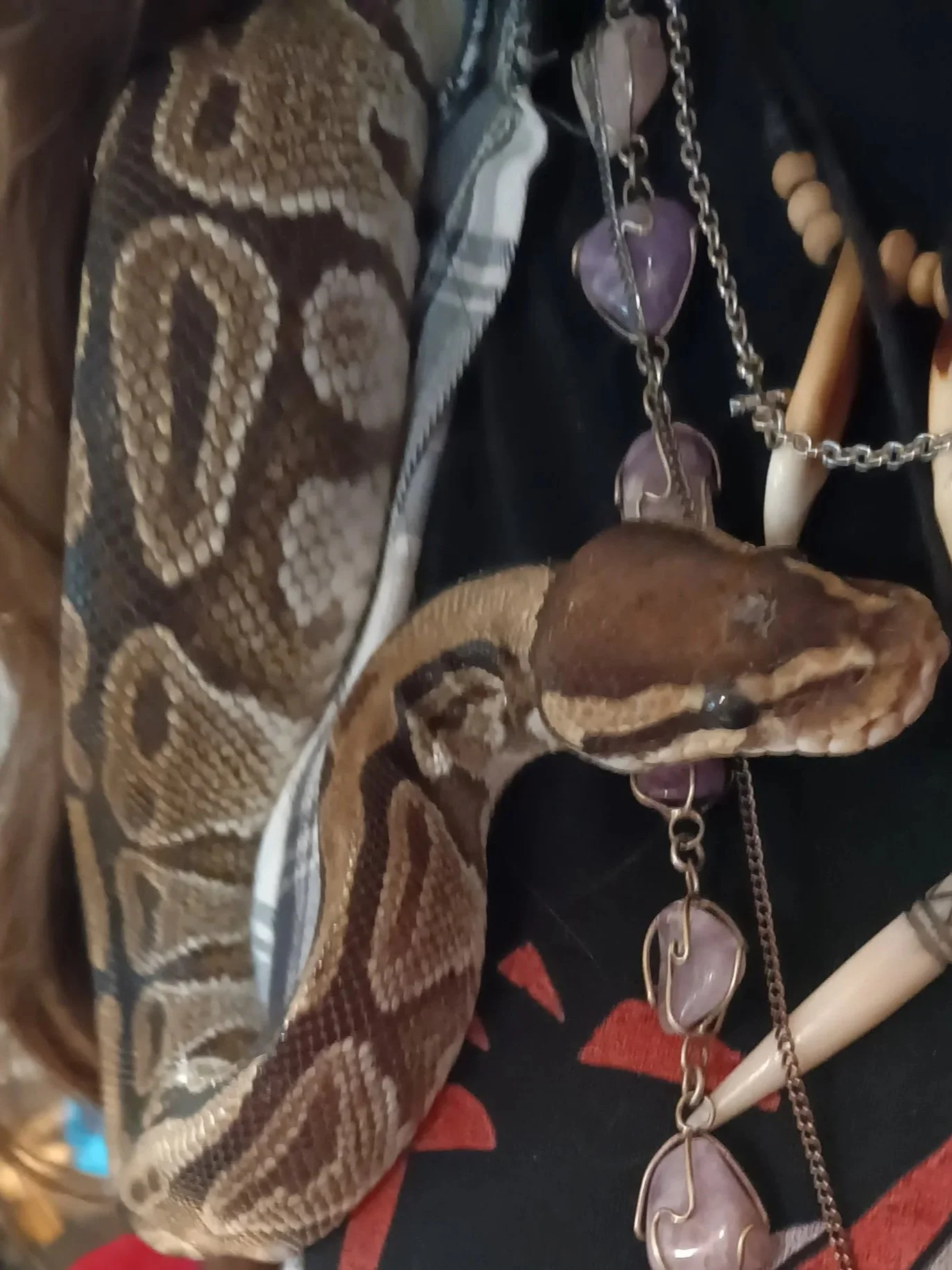 Ball Python