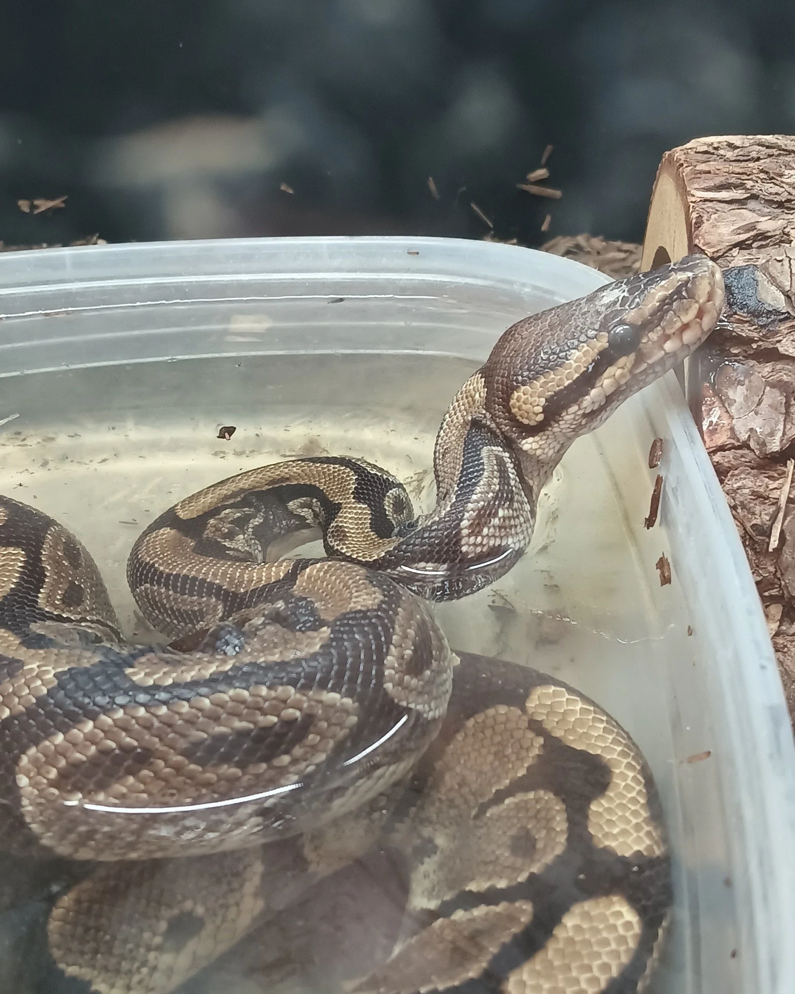 This is Pokemon, a ball python who is very active and pays close attention to what comes in and what goes out of their tank
 #adoption #reptile #cuteanimal #ReptileRescue #nonprofit #reptilelover #ballpython #snake #ballpythons #snakes #availablefora