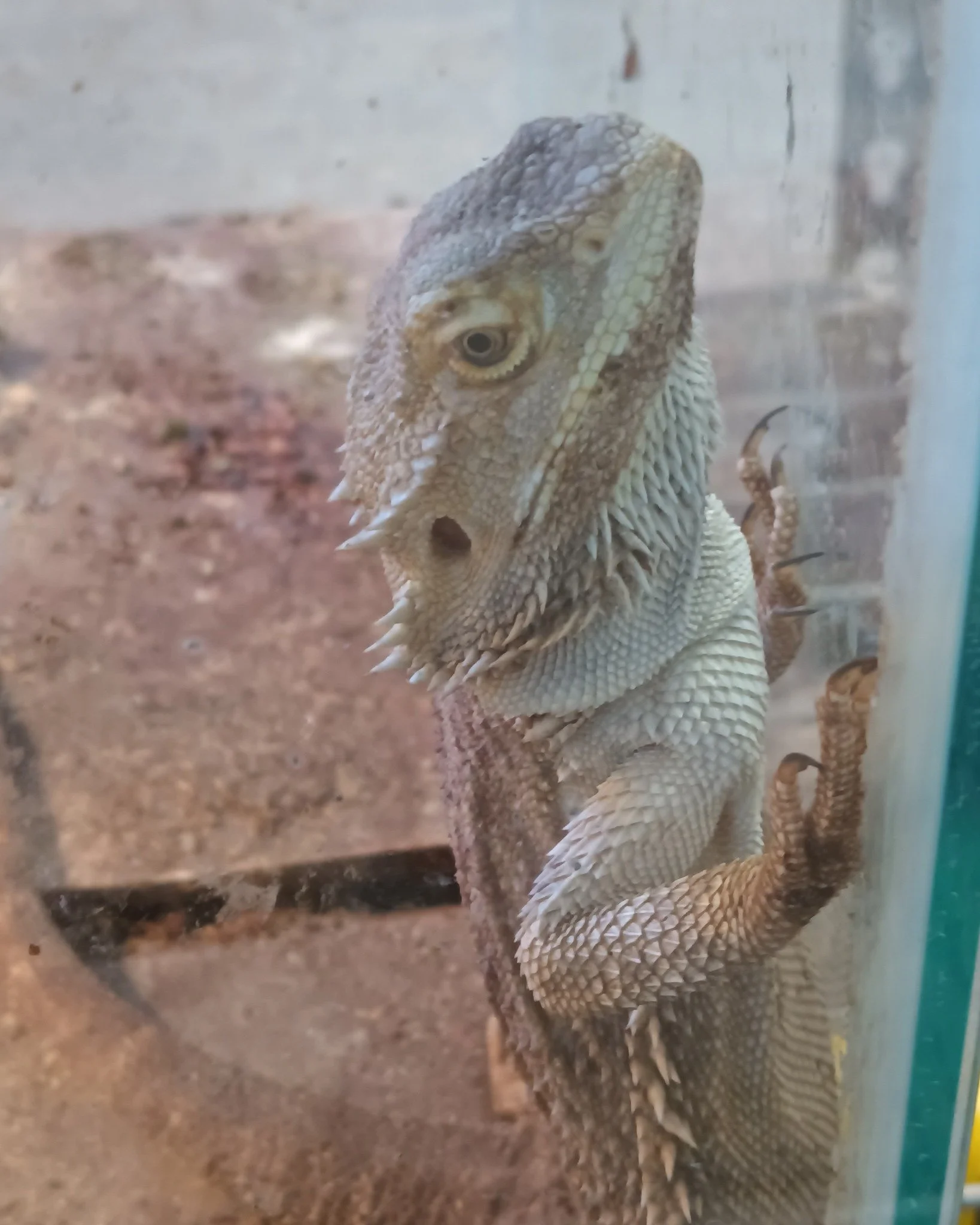 This is Winton the bearded dragon, he's got one eye but a mighty spirit.
 #adoption #reptile #cuteanimal #ReptileRescue #nonprofit #reptilelover #beardeddragon #availableforadoption #adoptme #reptilesforadoption #reptilesforadoption #adoptable #upfor
