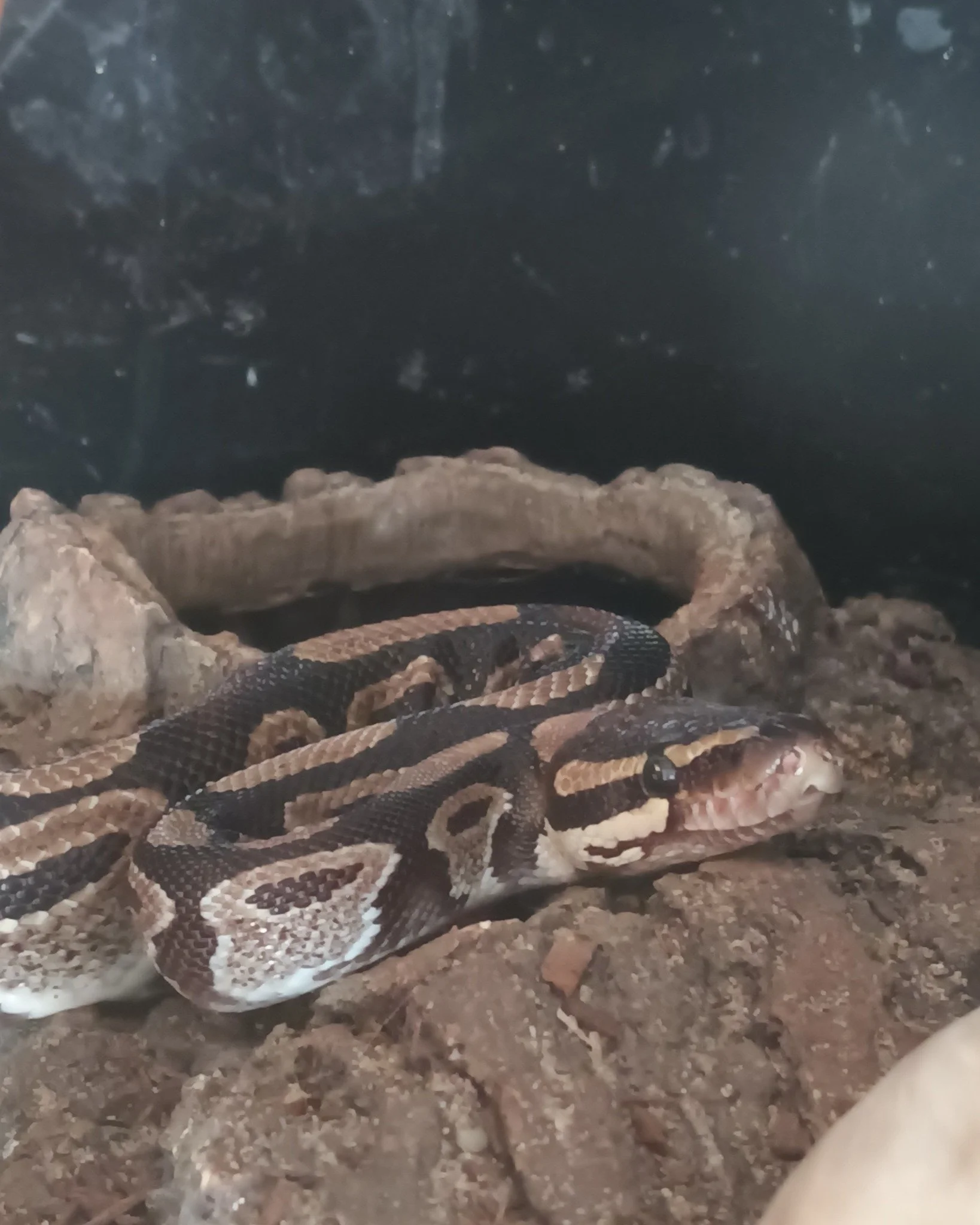 This is Pokeball, a ball python, they are fairly chill but can get a little snappy when hungry, which is perfectly valid because I'm sure we all get a little snappy when we are hungry 😊
 #adoption #reptile #cuteanimal #ReptileRescue #nonprofit #rept