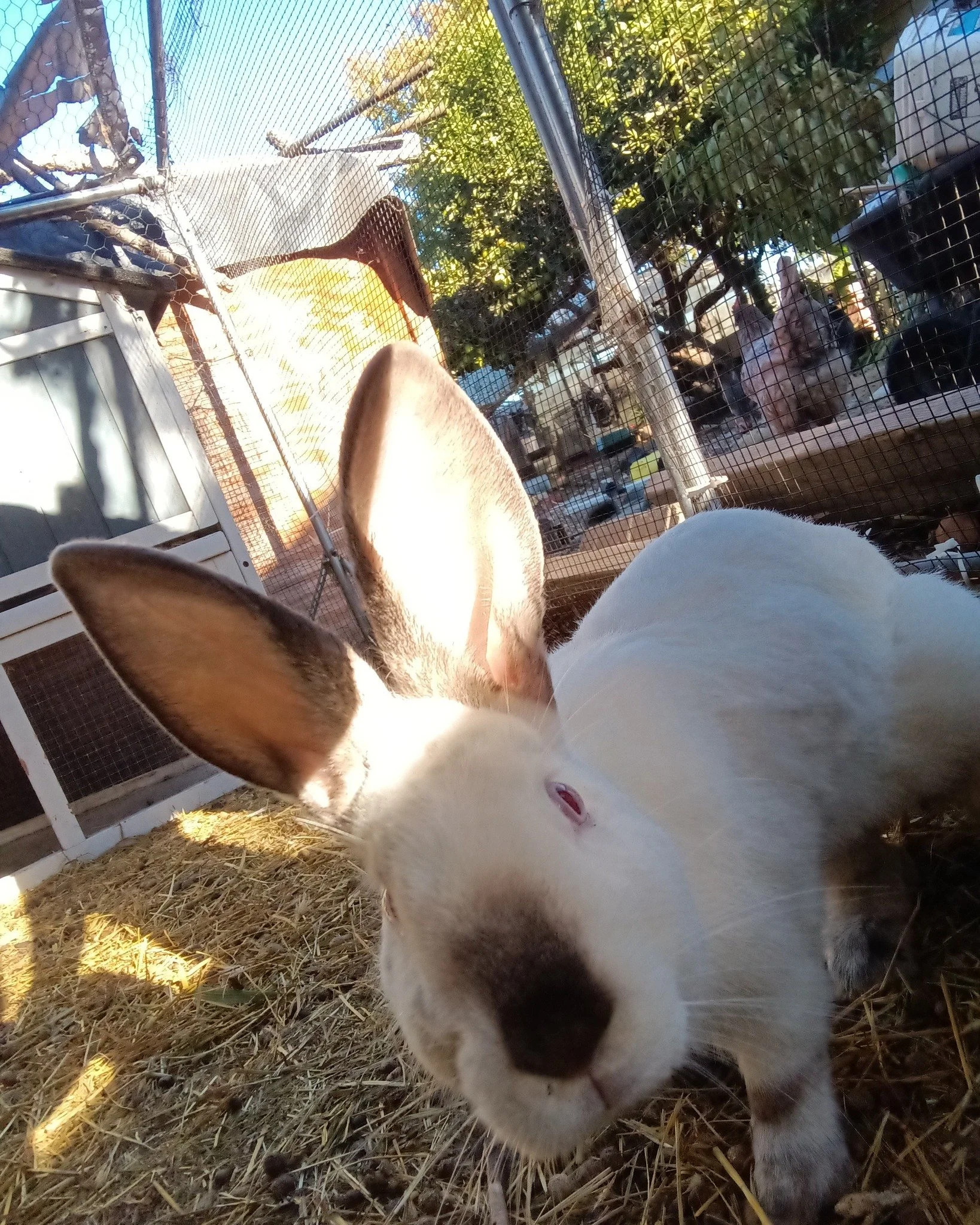 This is Olive, she's a pure bred Californian rabbit, she did have a sister but unfortunately she passed away, she's been doing okay so far and absolutely loves people and being around others. 

#ForeverHome #adopting #upforadoption #adoptable #availa