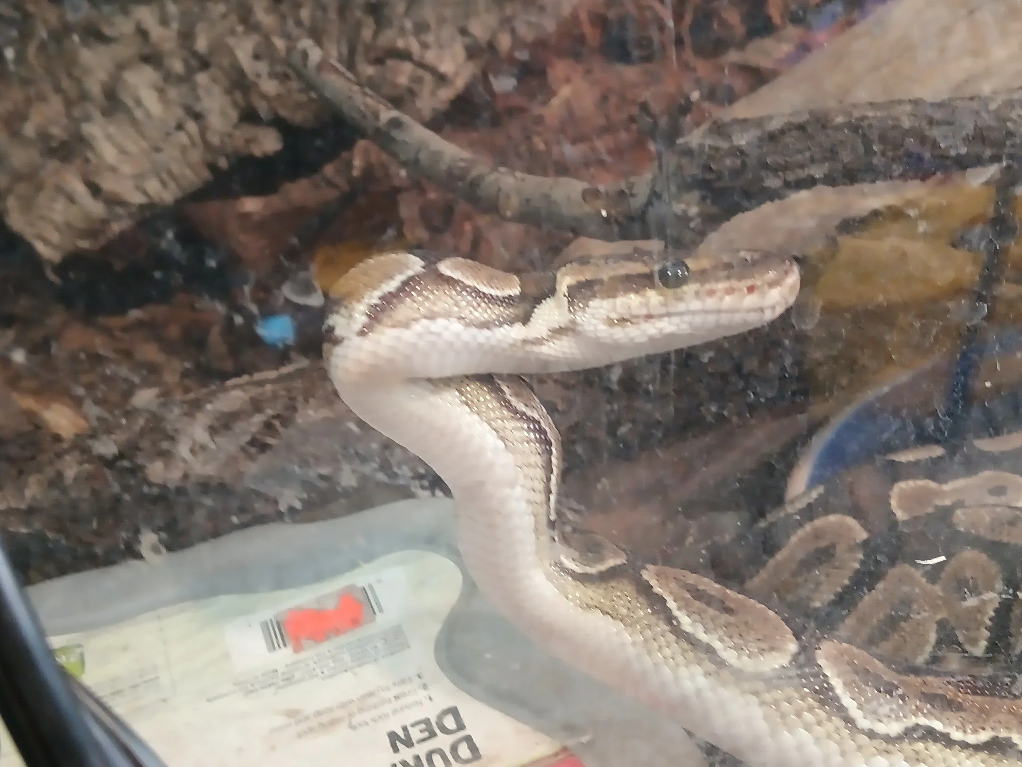 This is Pinky Pie, she's a silly little ball python, she's sweet and loves hiding, the last two pictures are just to show how adorable she can be.

 #adoption #reptile #cuteanimal #ReptileRescue #nonprofit #reptilelover #ballpython #cutesnake #snake 