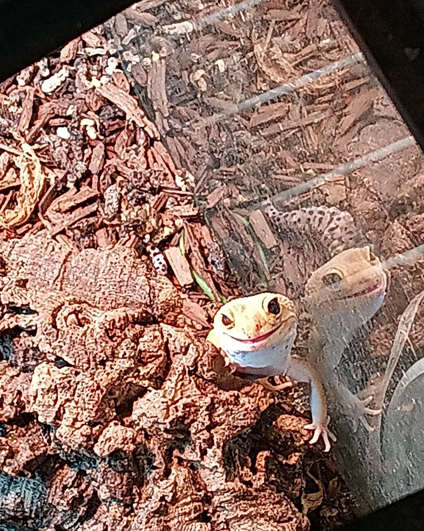 Leopard gecko, his name is Skibidi and he's an adorable little guy and as you can see very silly.

 #geckos #leopardgecko #adoption #reptile #cuteanimal #ReptileLove #ForeverHome #adopting #upforadoption #Gecko #adoptable #reptilesforadoption #adoptm