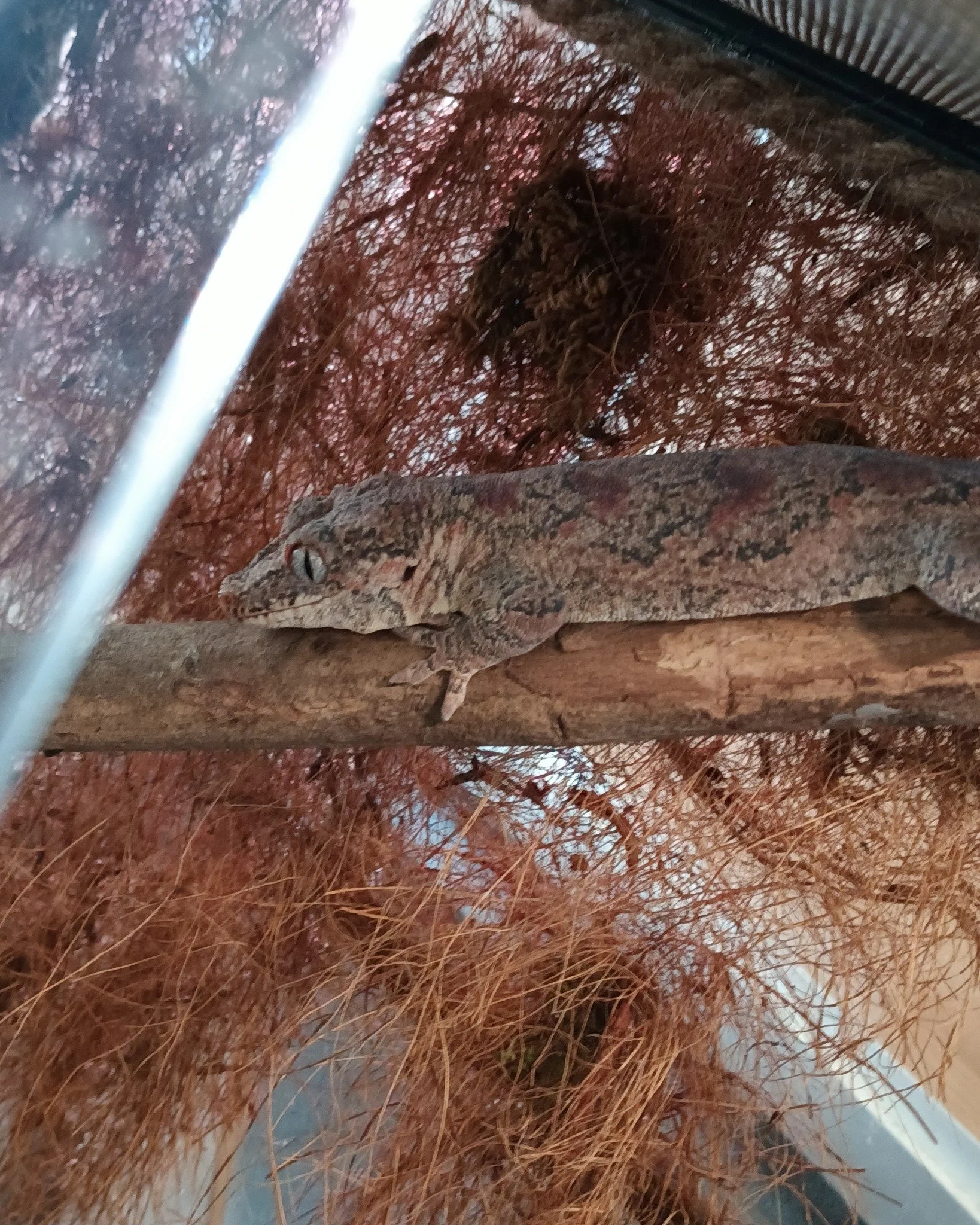 Notre Dame the gargoyle gecko, going through a shed which is why they are sooo pale, soon they'll be back to their bright and colorful self.

 #geckos #adoption #reptile #cuteanimal #geckolife #ReptileRescue #nonprofit #nonprofit #reptilelover #upfor