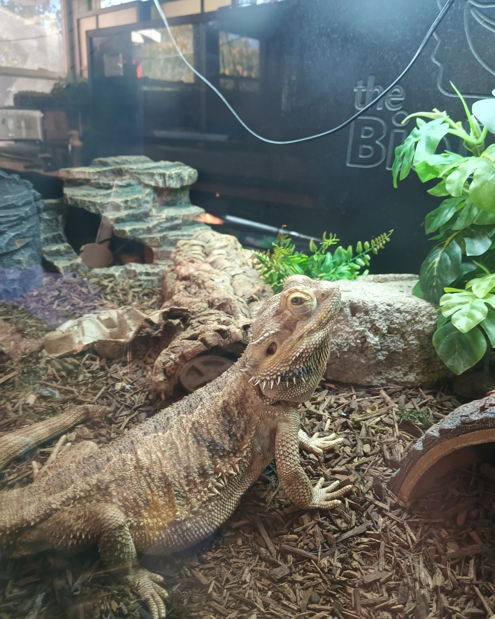 This is Mushroom the bearded dragon, named after his naturally puffy eyes, he's big on food and loves exploring and getting time outside of his tank.

 #ReptileRescue #nonprofit #reptilelover #reptilesforadoption #ForeverHome #adopt #adoption #adopta