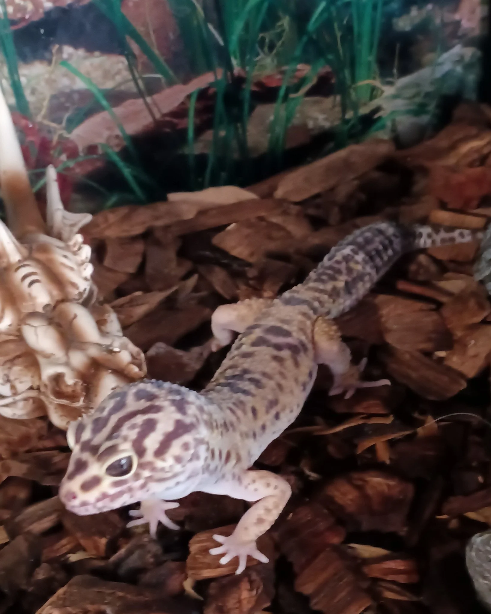 This is Morrigan, she's a leopard gecko, she's a little shy and likes to stay in hiding but does warm up a little when getting yummy worms.

 #ReptileRescue #nonprofit #reptilelover #reptilesforadoption #ForeverHome #adopt #adoption #adoptable #upfor