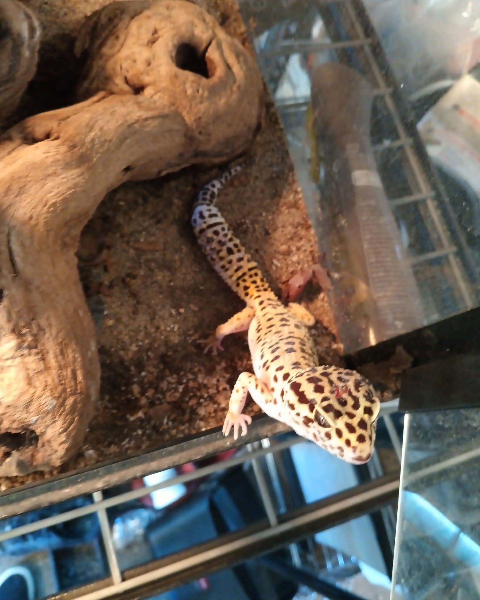 This is Belle, still here and still an absolute sweetheart, her staple is the dots on her mouth in the shape of lipstick!

 #leopardgecko #geckos #ReptileRescue #nonprofit #reptilelover #reptilesforadoption #ForeverHome #adopt #adoption #adoptable #u