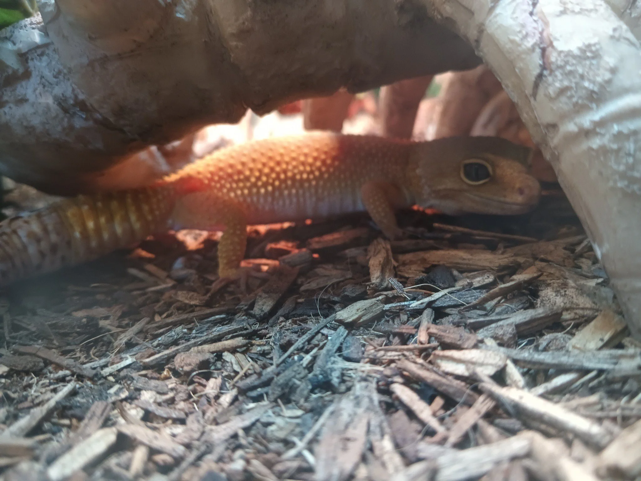 Liepard the leopard gecko, a long time friend of ours who loves his jungle themed tank and hidey spots, he gets frightened sometimes but so do all of us.
 #ReptileRescue #nonprofit #reptilelover #reptilesforadoption #ForeverHome #adopt #adoption #ado