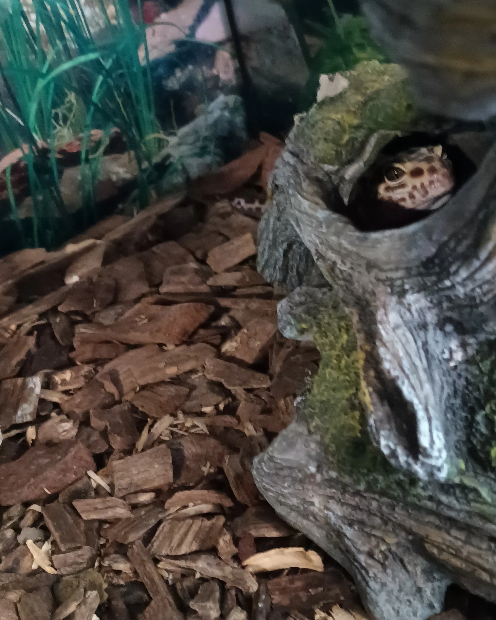Here we have Morgan in her favorite little hidey space!
 #ReptileRescue #nonprofit #reptilelover #reptilesforadoption #ForeverHome #adopt #adoption #adoptable #upforadoption #reptile #leopardgecko #geckos #Gecko 
Herpaderp is a nonprofit organization