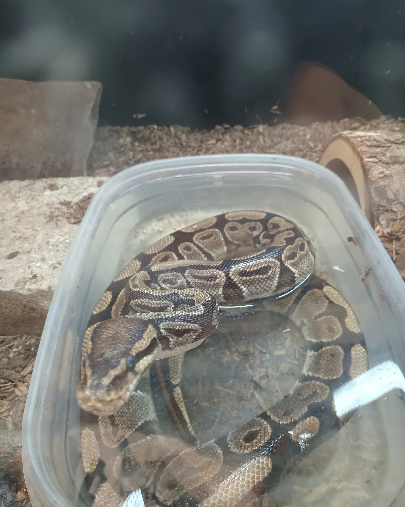 Pokemon the ball python who has been with us all summer and still keeps surprising.
 #ReptileRescue #nonprofit #reptilelover #reptilesforadoption #ForeverHome #adopt #adoption #adoptable #upforadoption #reptile #snake #ballpython #cutesnake #ballpyth